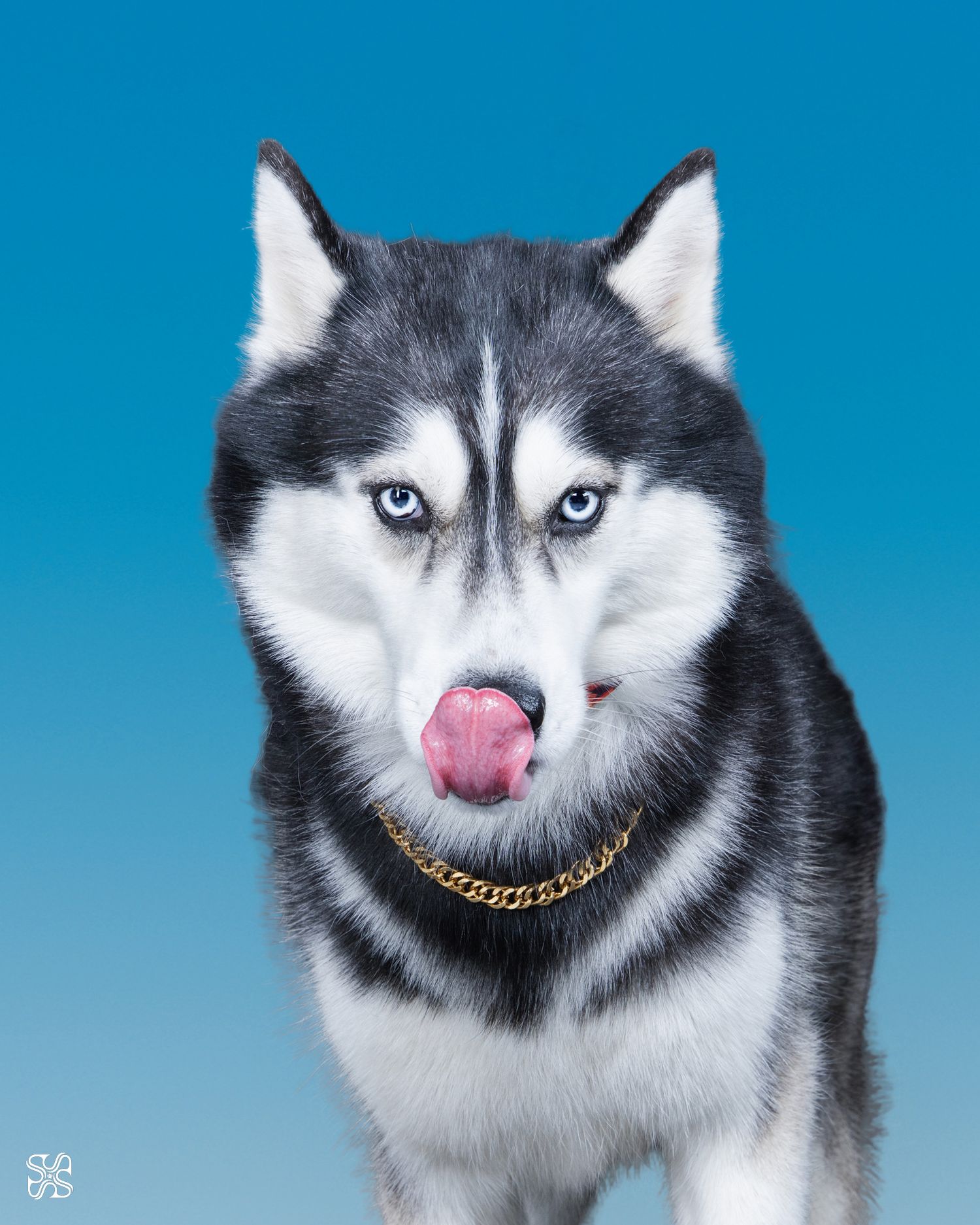 A Siberian Husky with blue eyes and a gold chain necklace licking its nose against a blue background.