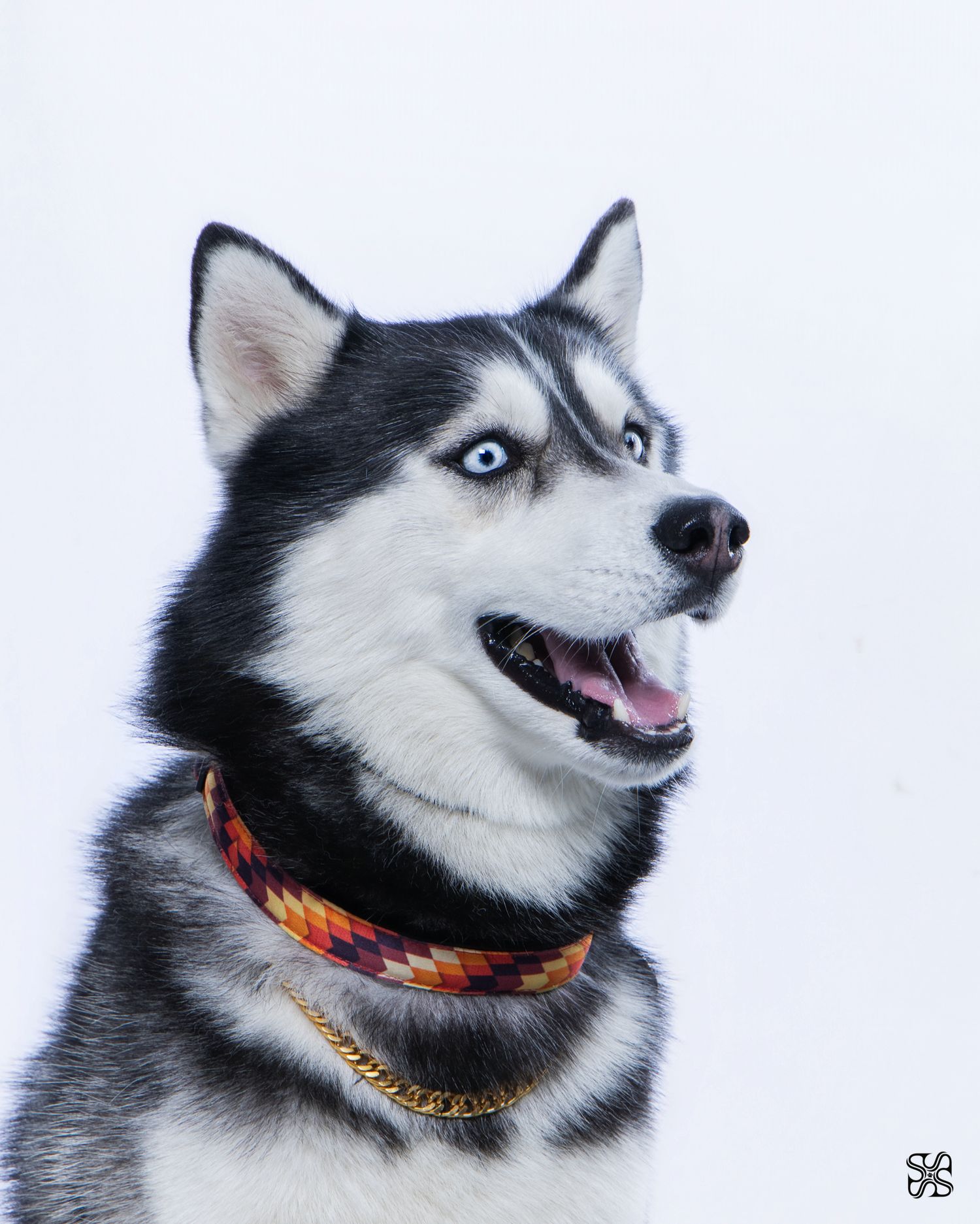 A striking Siberian Husky with blue eyes wearing a colorful plaid collar and gold chain necklace poses against a white background.