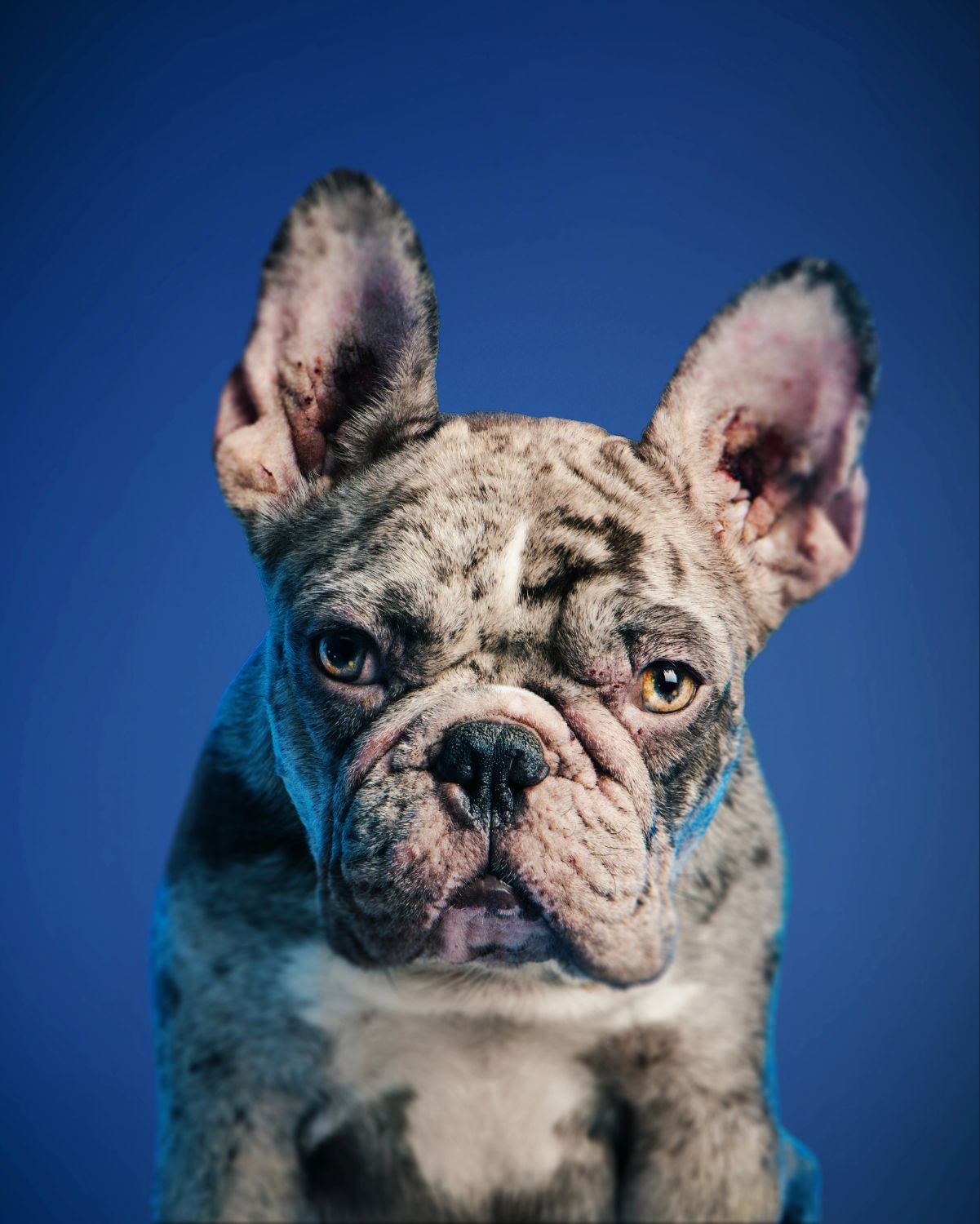 A merle French Bulldog with large ears poses against a vibrant blue background in a studio portrait.