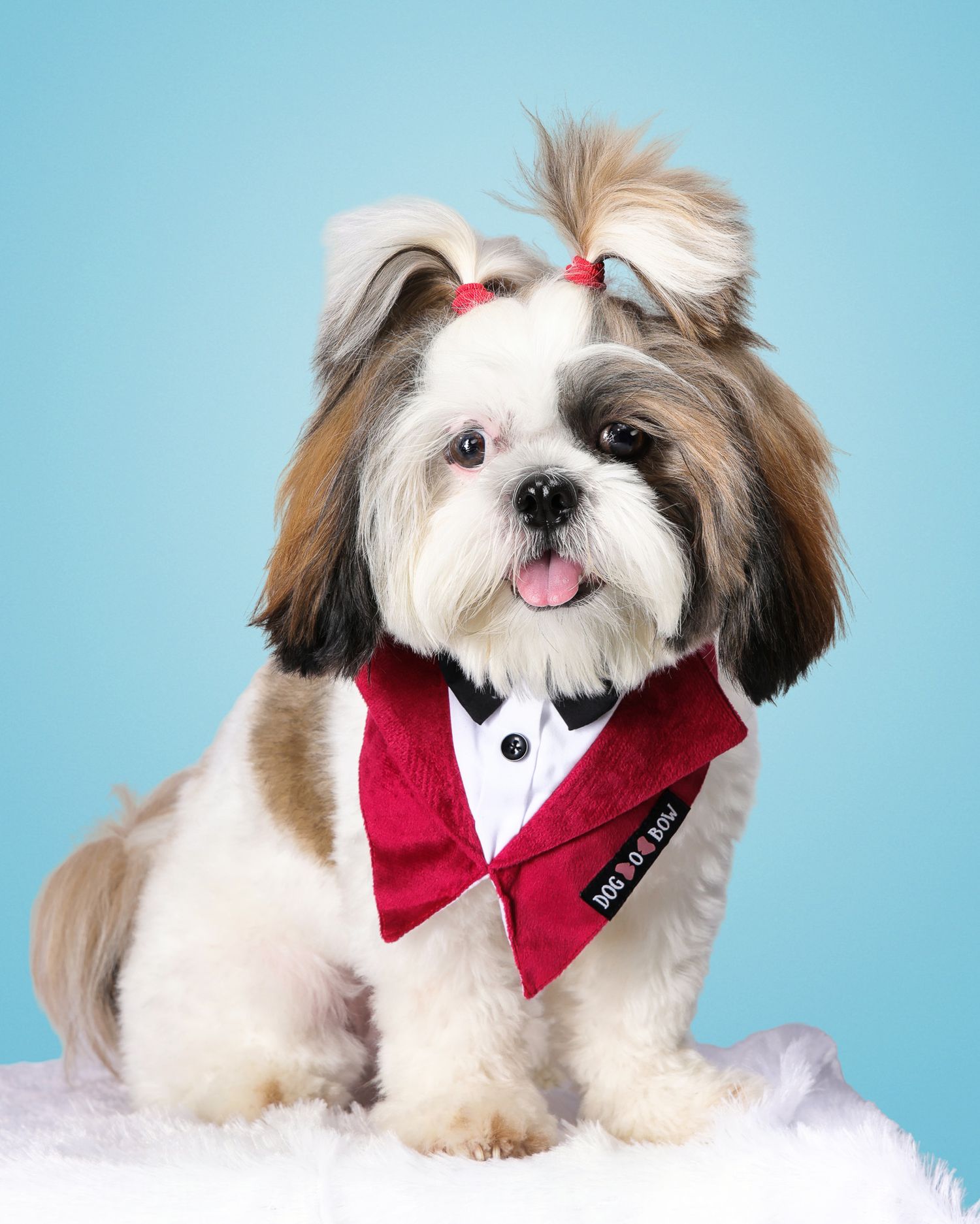 Adorable Shih Tzu dog wearing a red bow tie bandana with a hair bow, sitting against a blue background.
