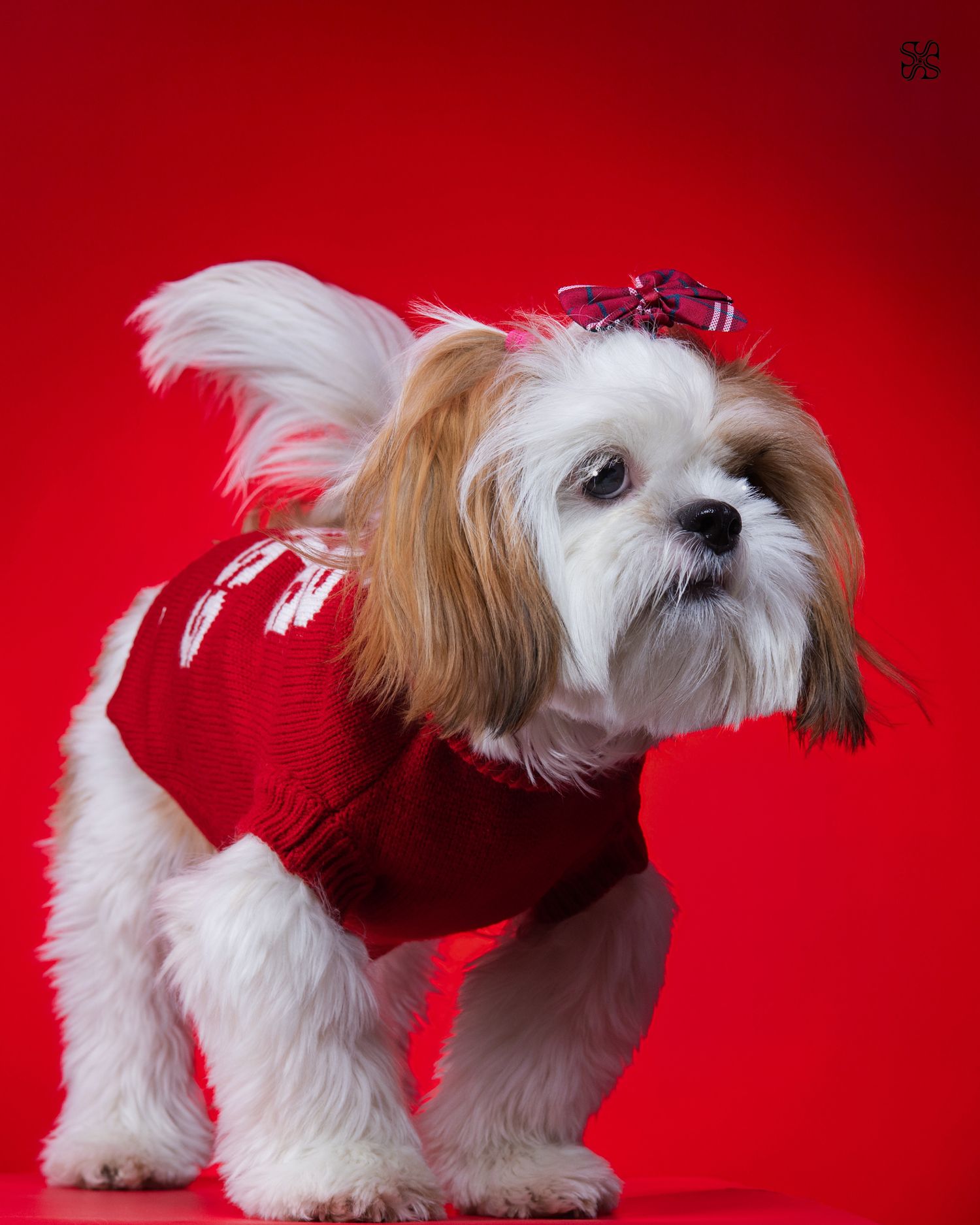 Shih Tzu dog wearing a red sweater and bow accessory posed against a vibrant red background.