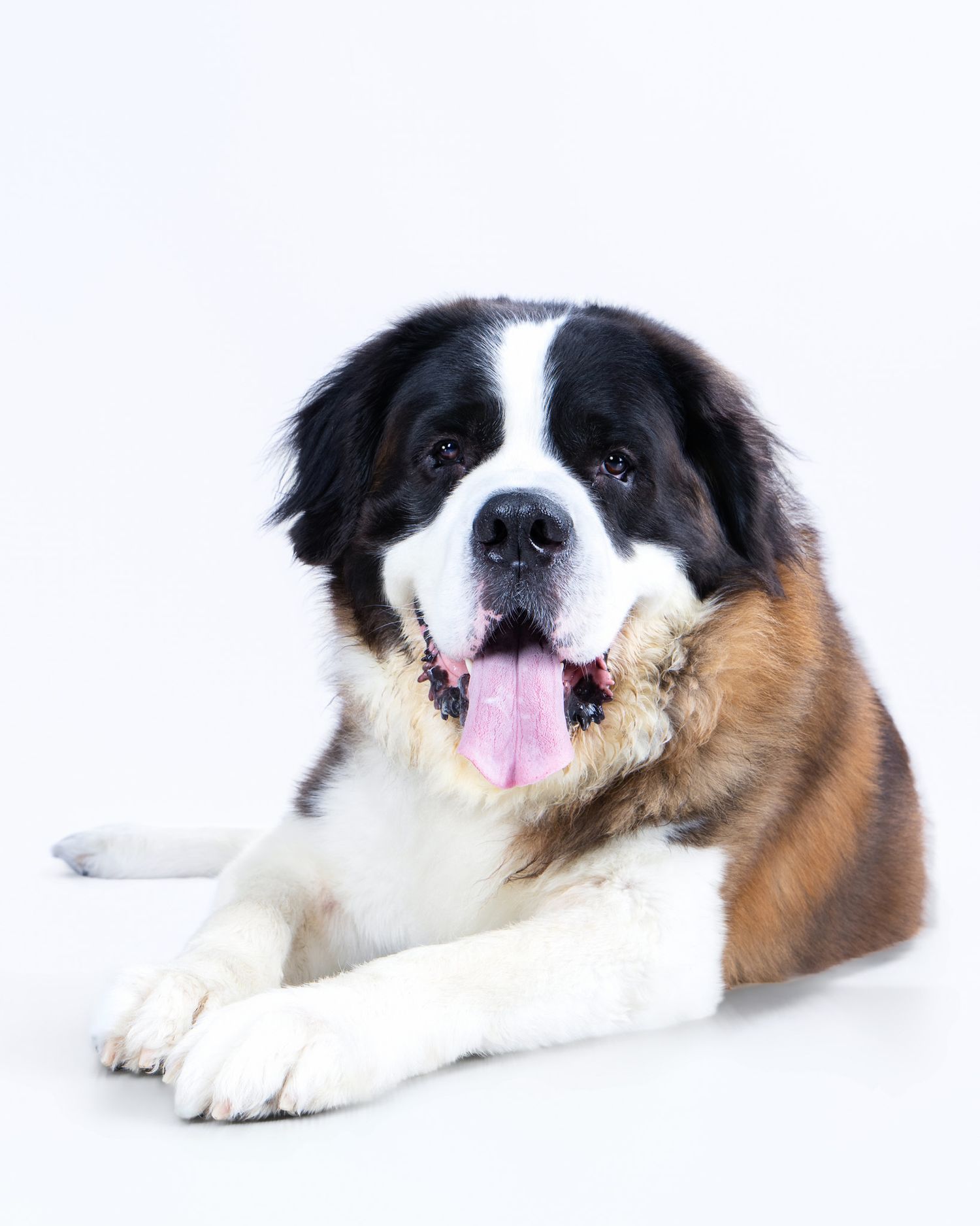 A fluffy Saint Bernard dog lying down with tongue out against a white background.