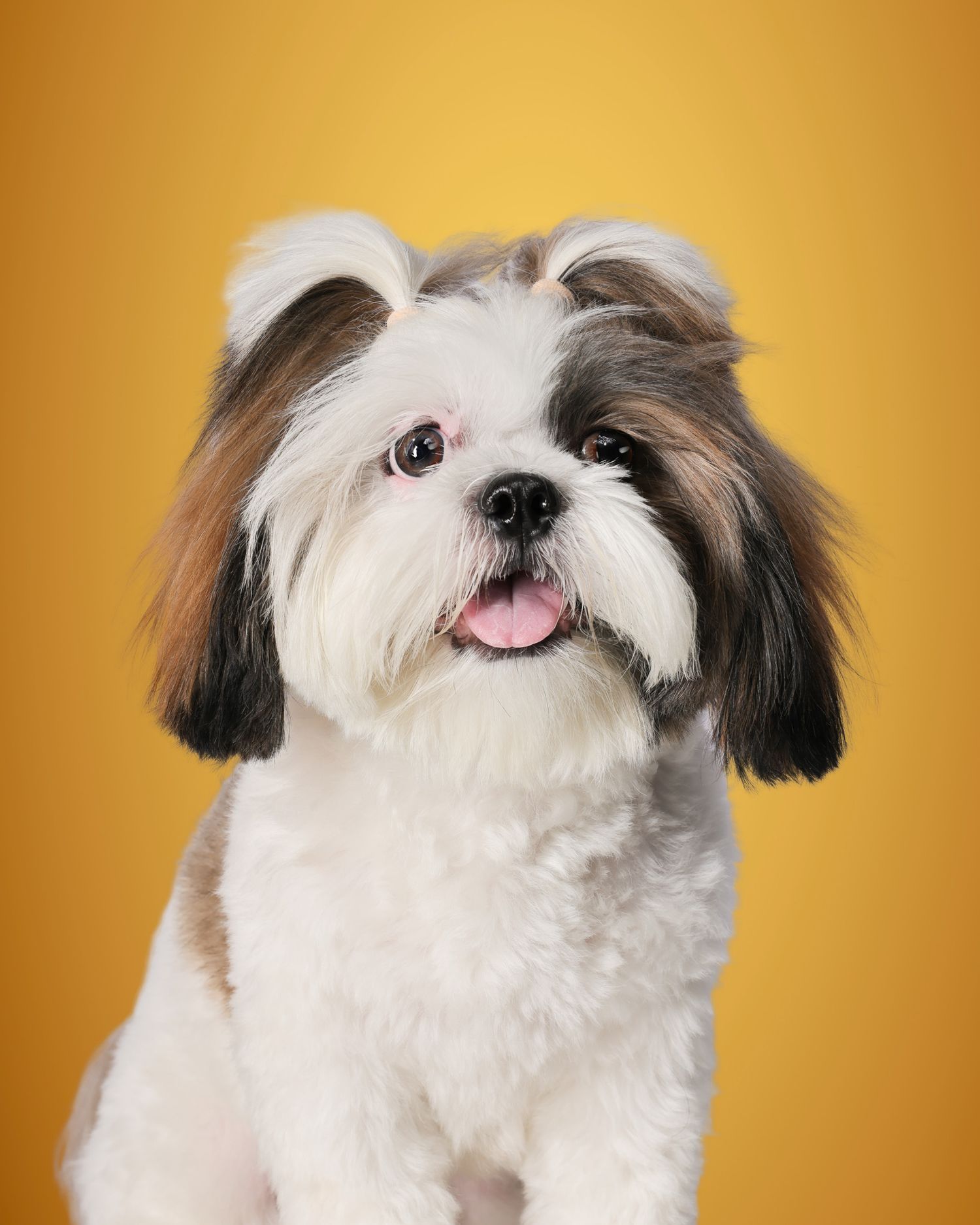 Adorable Shih Tzu dog with white and brown fur, tongue out, posing against a bright yellow studio background.