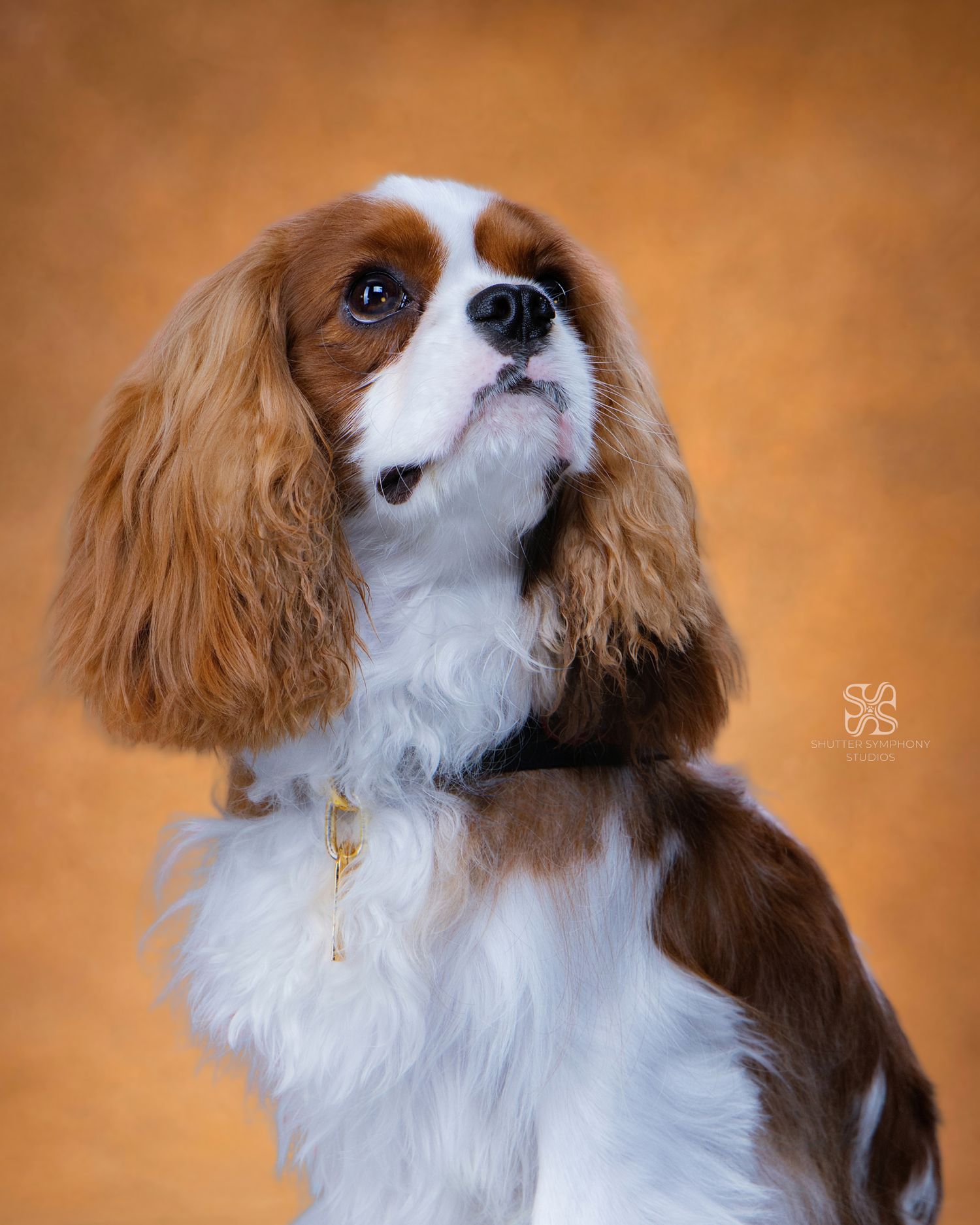 Cavalier King Charles Spaniel with blenheim markings poses gracefully against a warm golden-orange studio background.