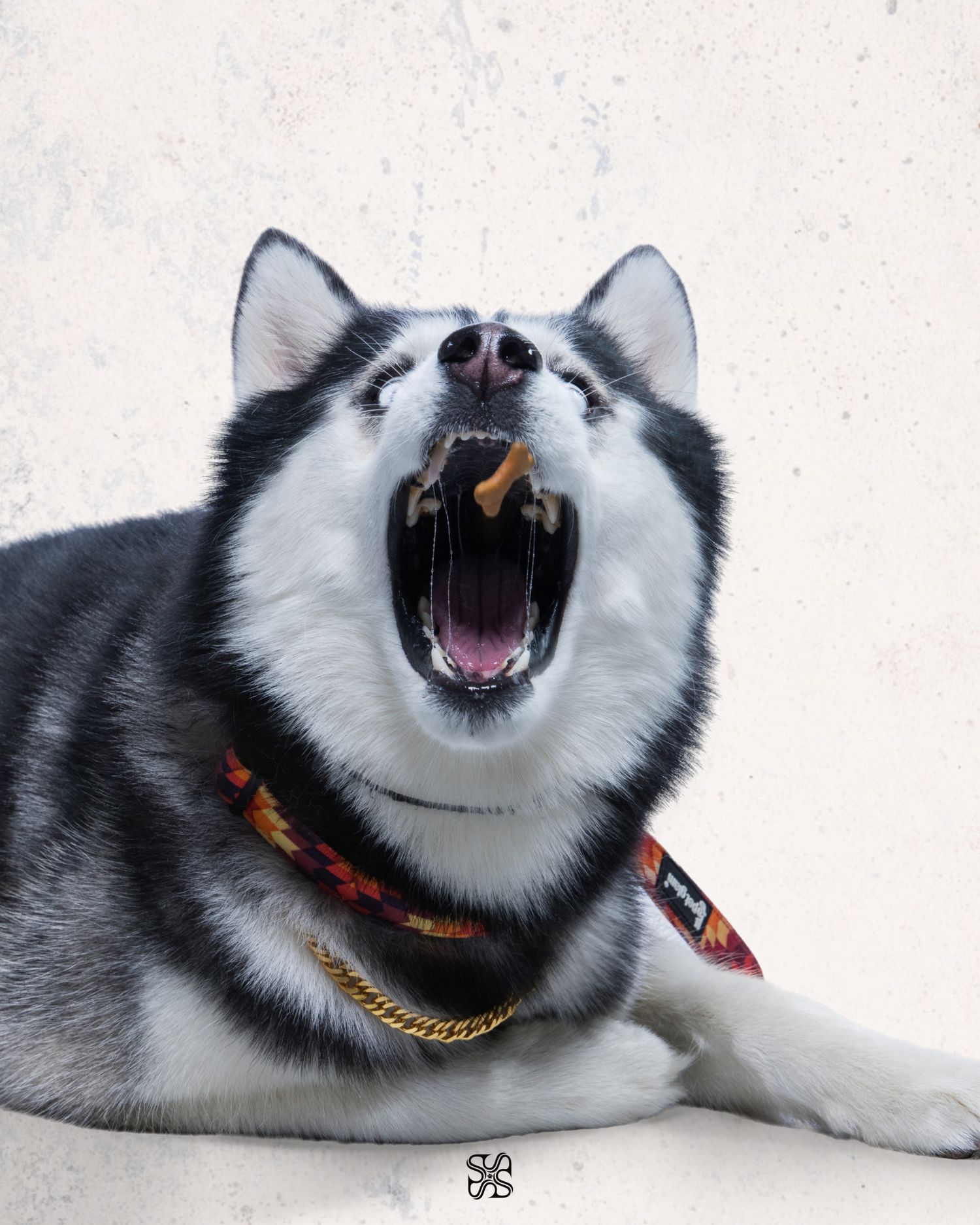 A black and white Siberian Husky wearing a gold chain collar yawning widely against a white background.