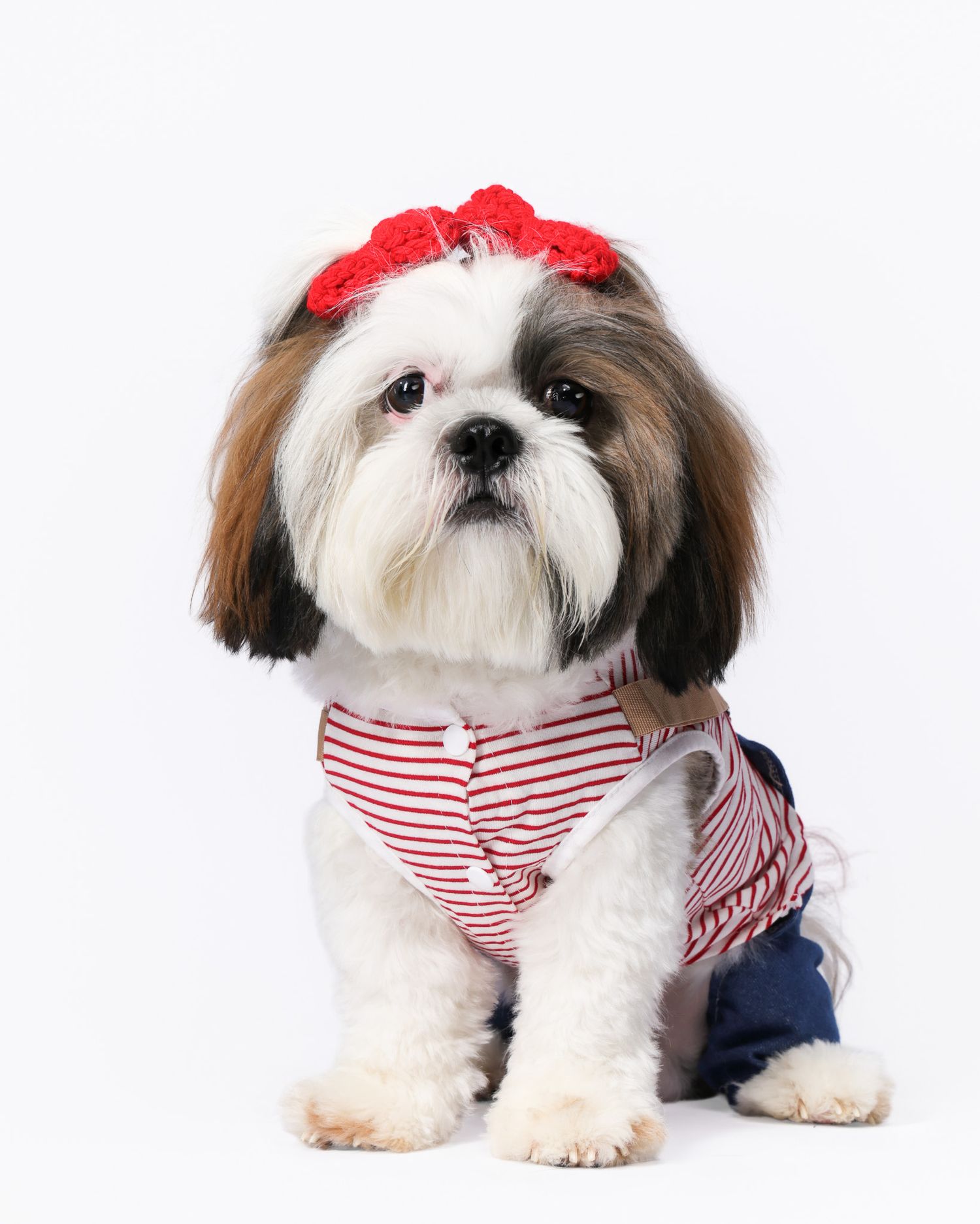 Adorable Shih Tzu dog wearing a red striped shirt, denim skirt, and red bow headband on white background.