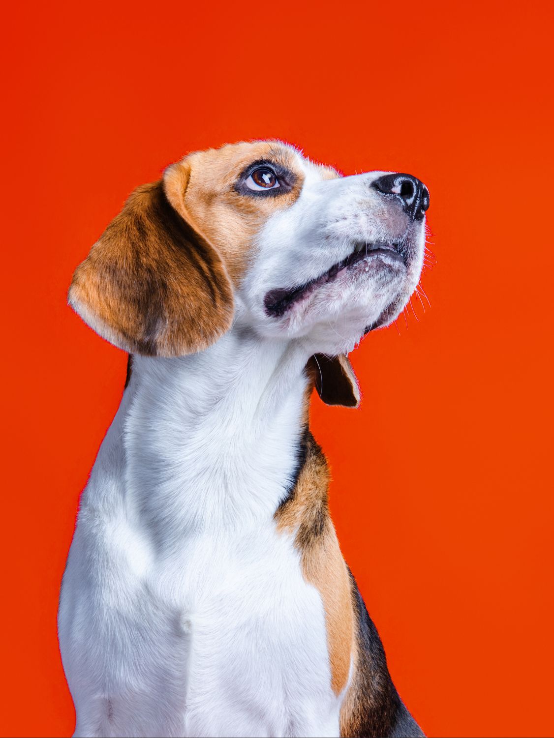 Beagle dog looking up against a vibrant red-orange background in a studio portrait.