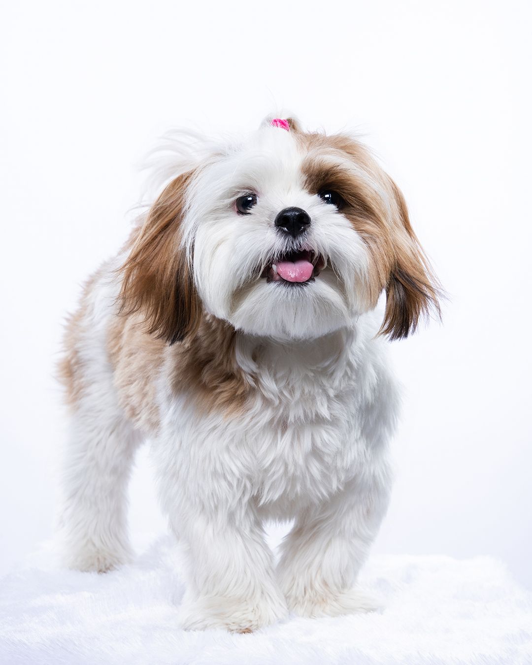 Adorable Shih Tzu puppy with white and brown fur and pink bow, tongue out, posing on white background.