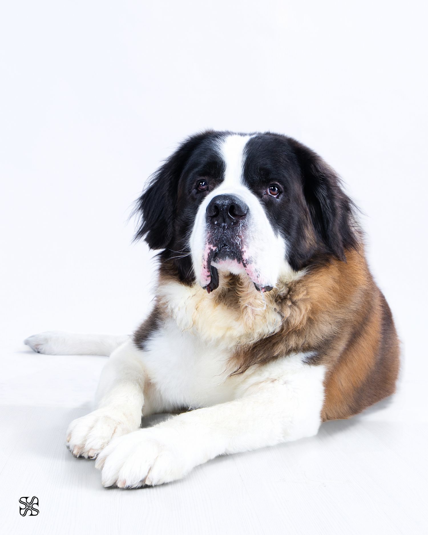 A large Saint Bernard dog lying down on a white background, looking directly at the camera.