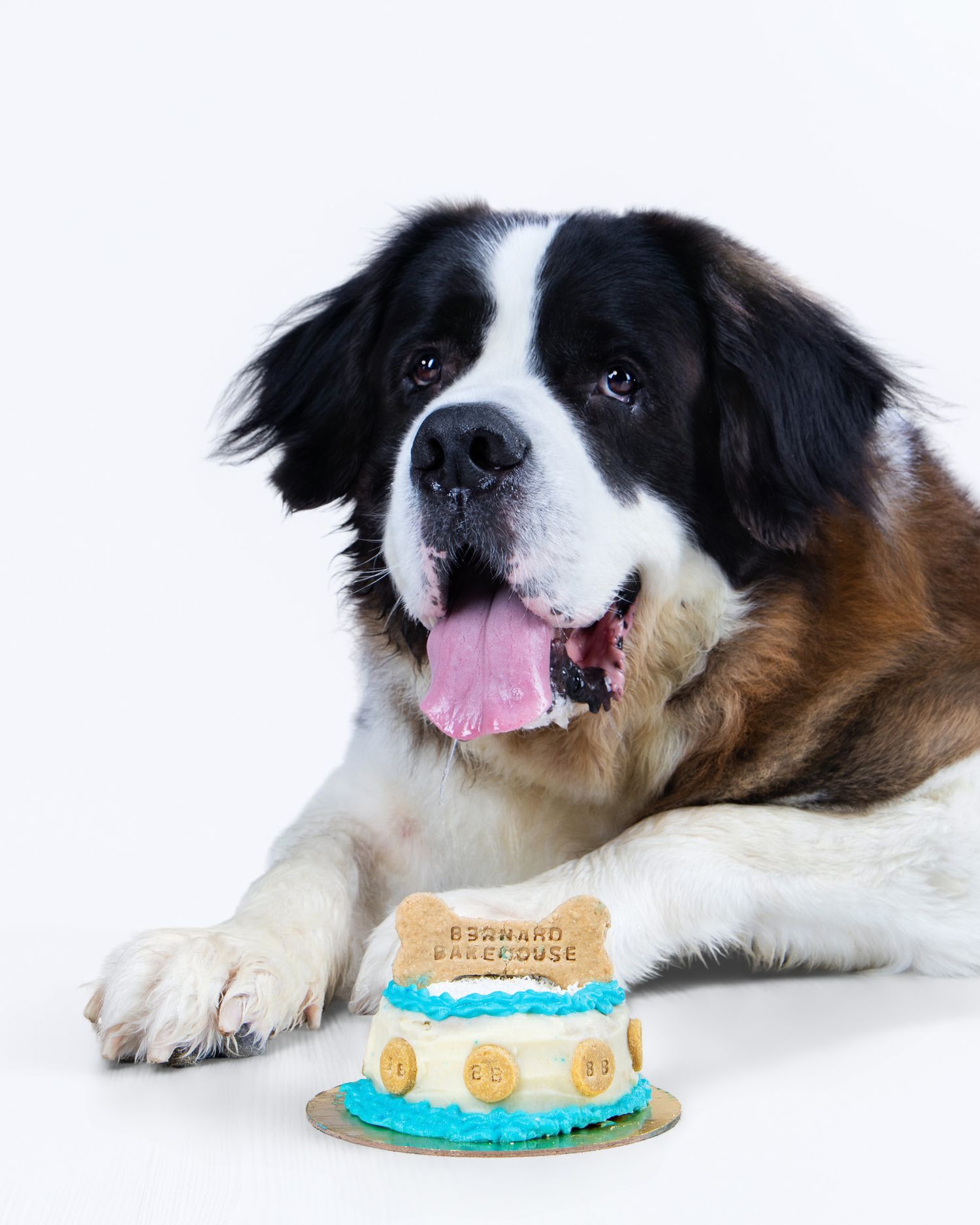 A Saint Bernard dog with tongue out poses beside a small decorated cake labeled Bernard Bakehouse.