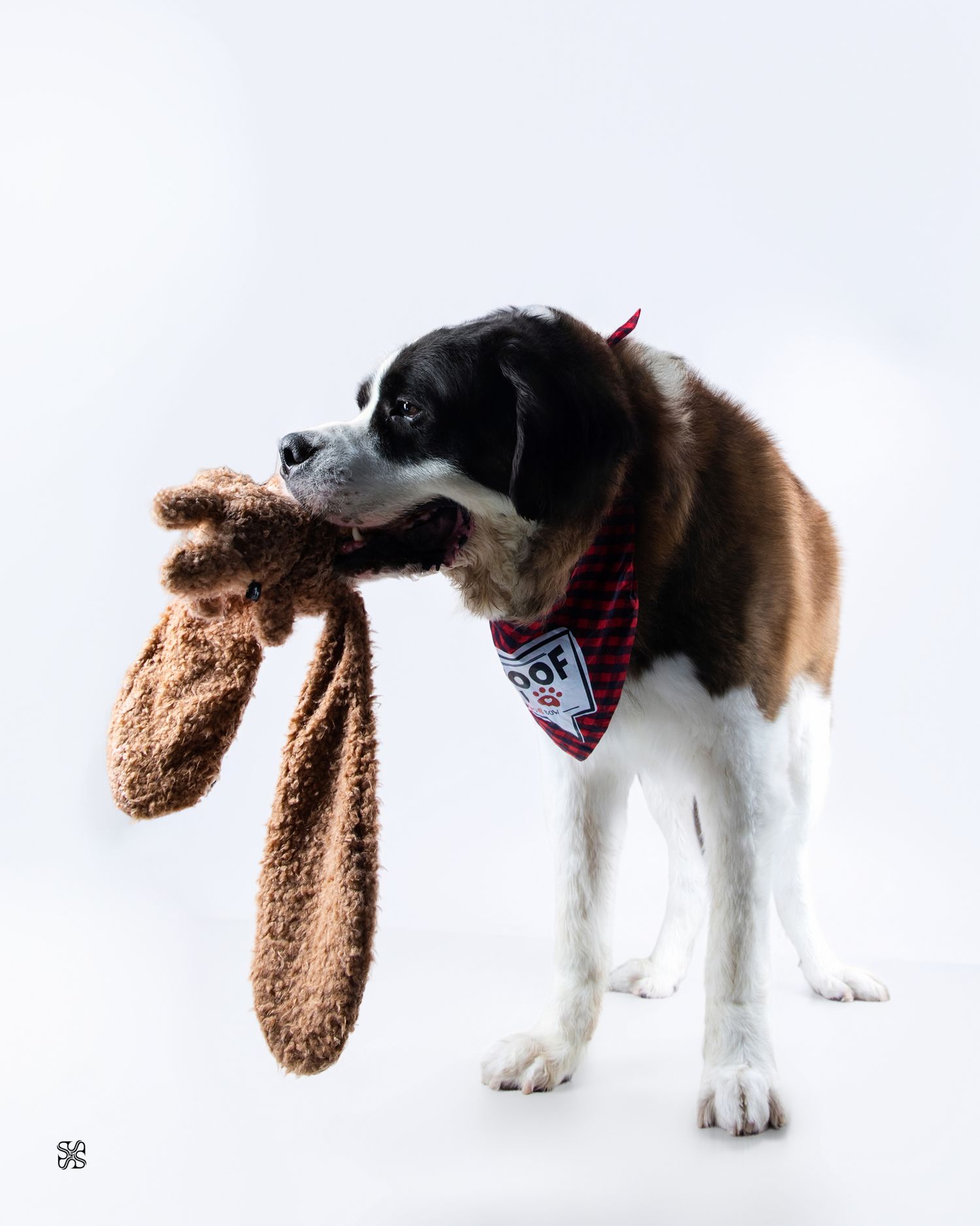 A Saint Bernard dog wearing a red bandana while holding a stuffed animal toy in its mouth.