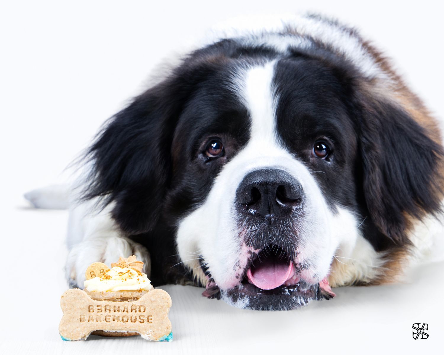A Saint Bernard dog lying next to a Bernard Bakehouse dog treat bone on a white background.