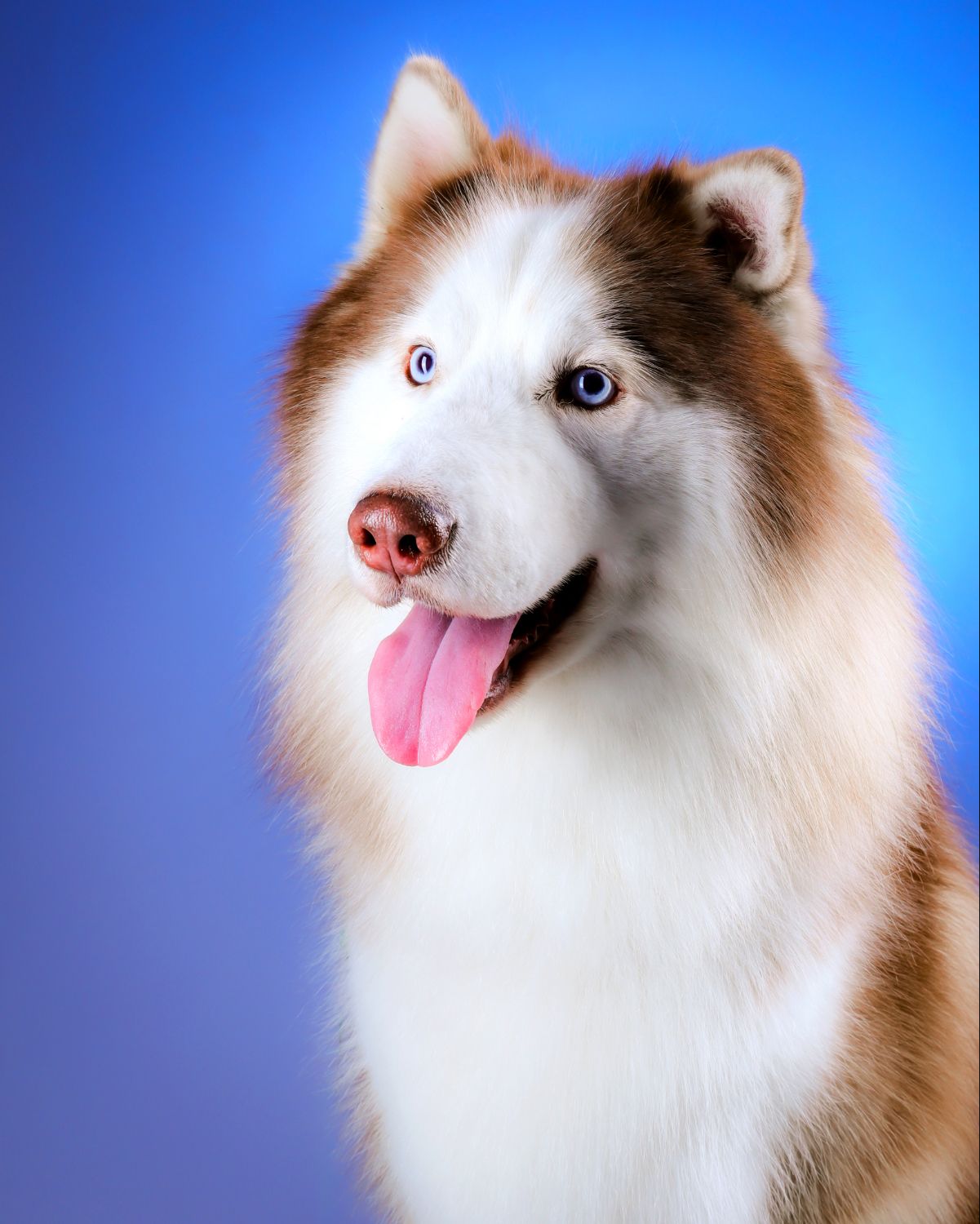 Brown and white Siberian Husky with heterochromia blue eyes posing against a blue gradient background.