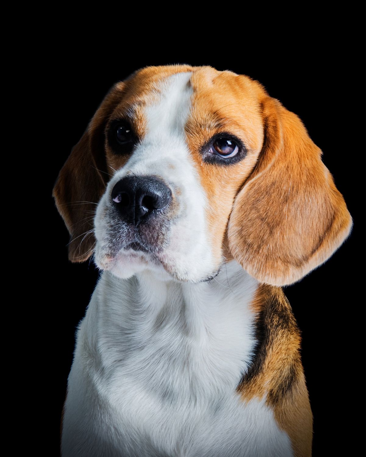 Close-up portrait of a Beagle dog with brown and white markings on a black background.