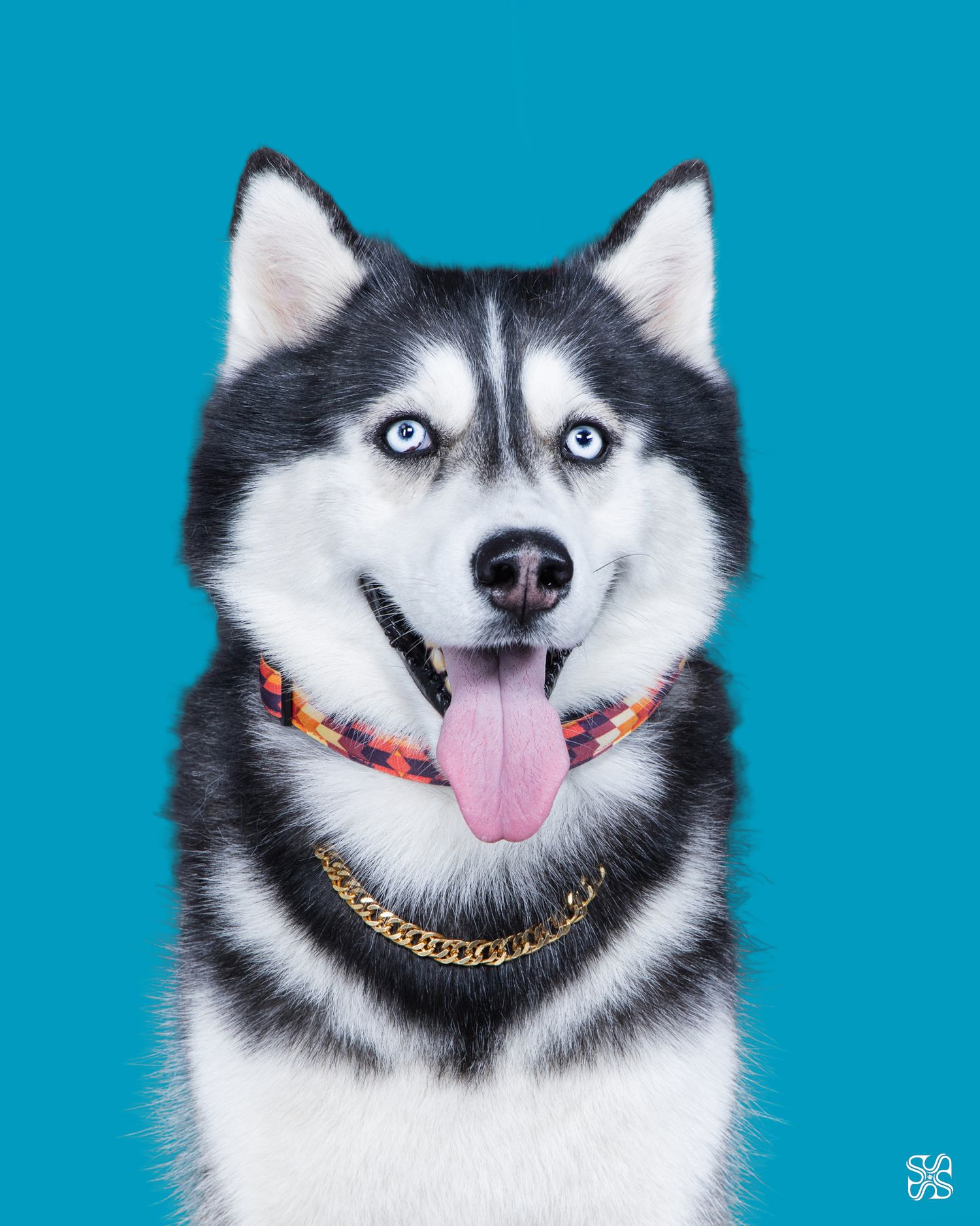 A happy Siberian Husky with blue eyes and tongue out wearing a gold chain on a bright teal background.