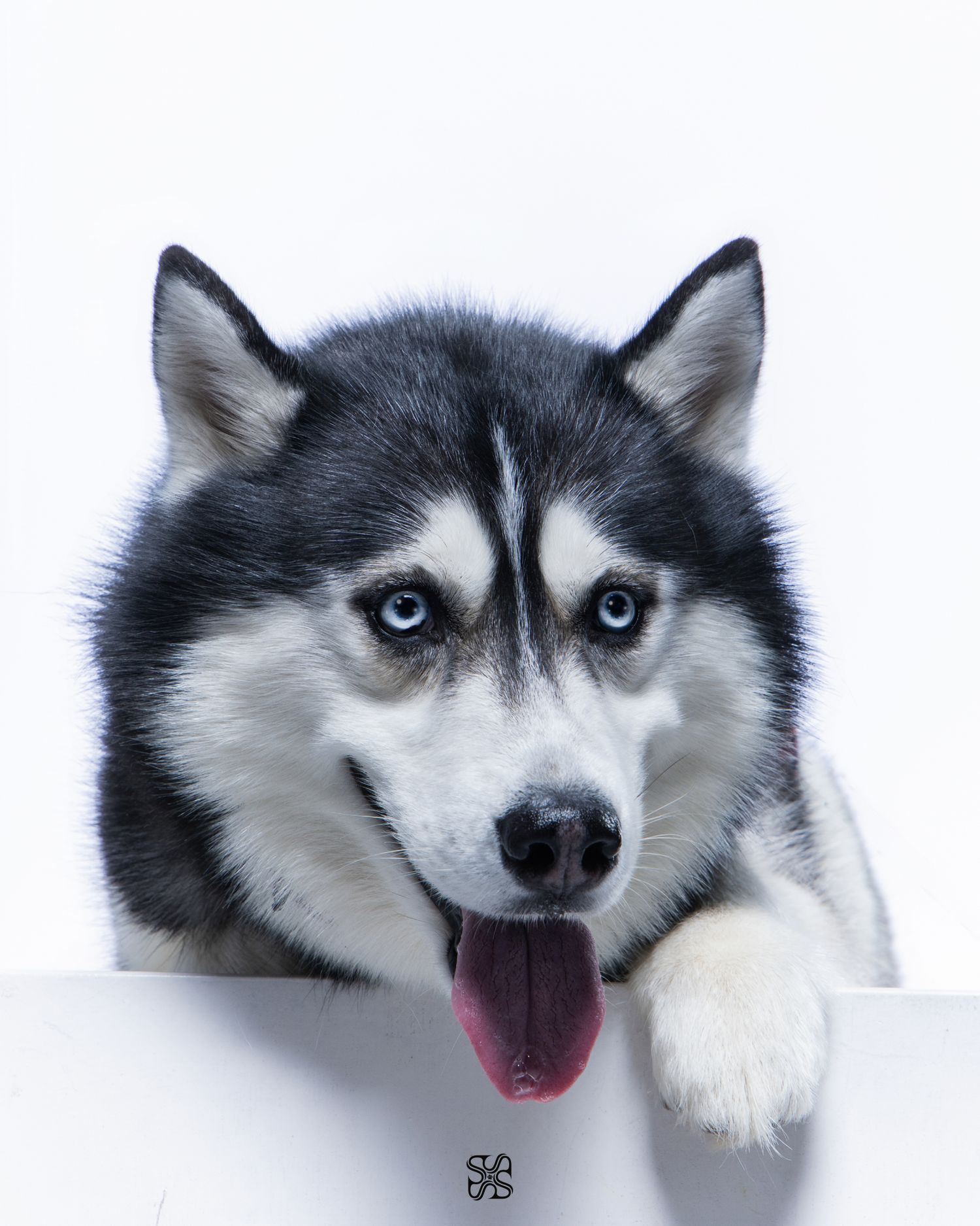 Adorable black and white Siberian Husky with blue eyes resting paws on white surface with tongue out.