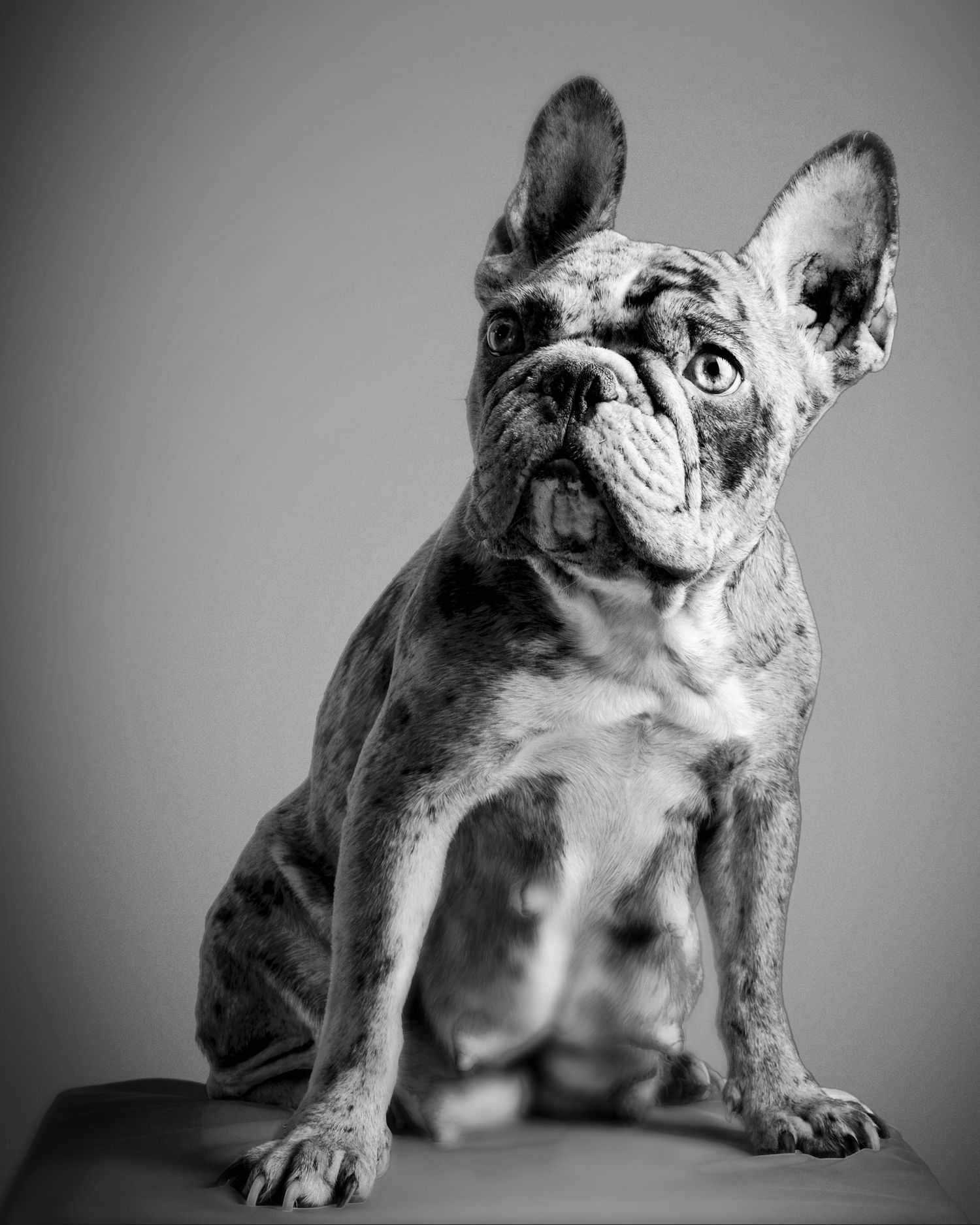 Black and white portrait of a French Bulldog sitting upright, looking up with expressive eyes and wrinkled face.