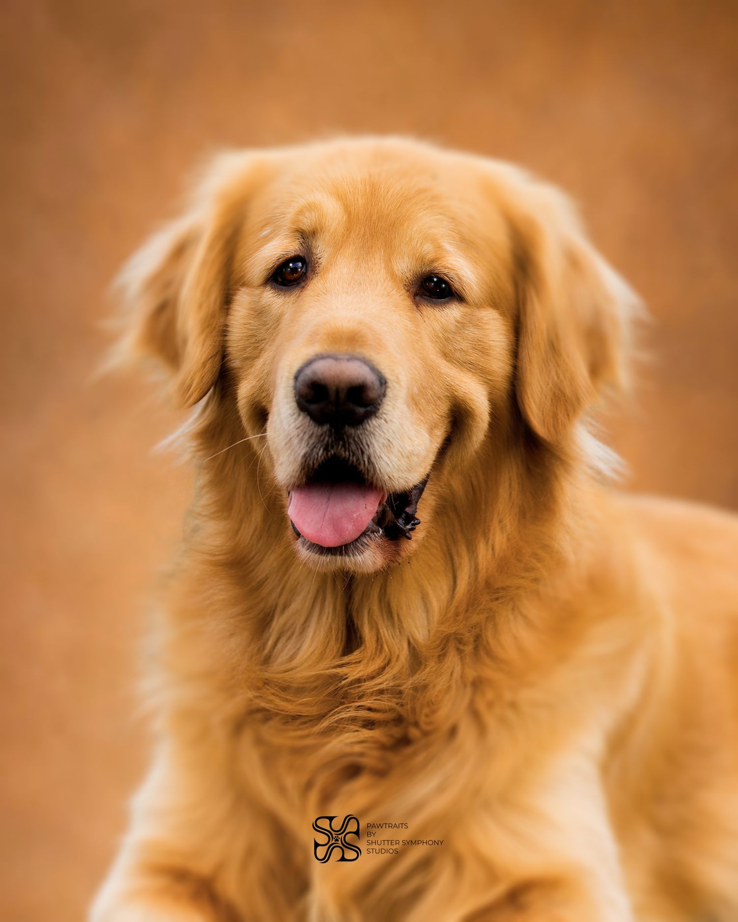 A happy golden retriever with a fluffy coat and tongue out poses for a professional portrait on a warm brown background.