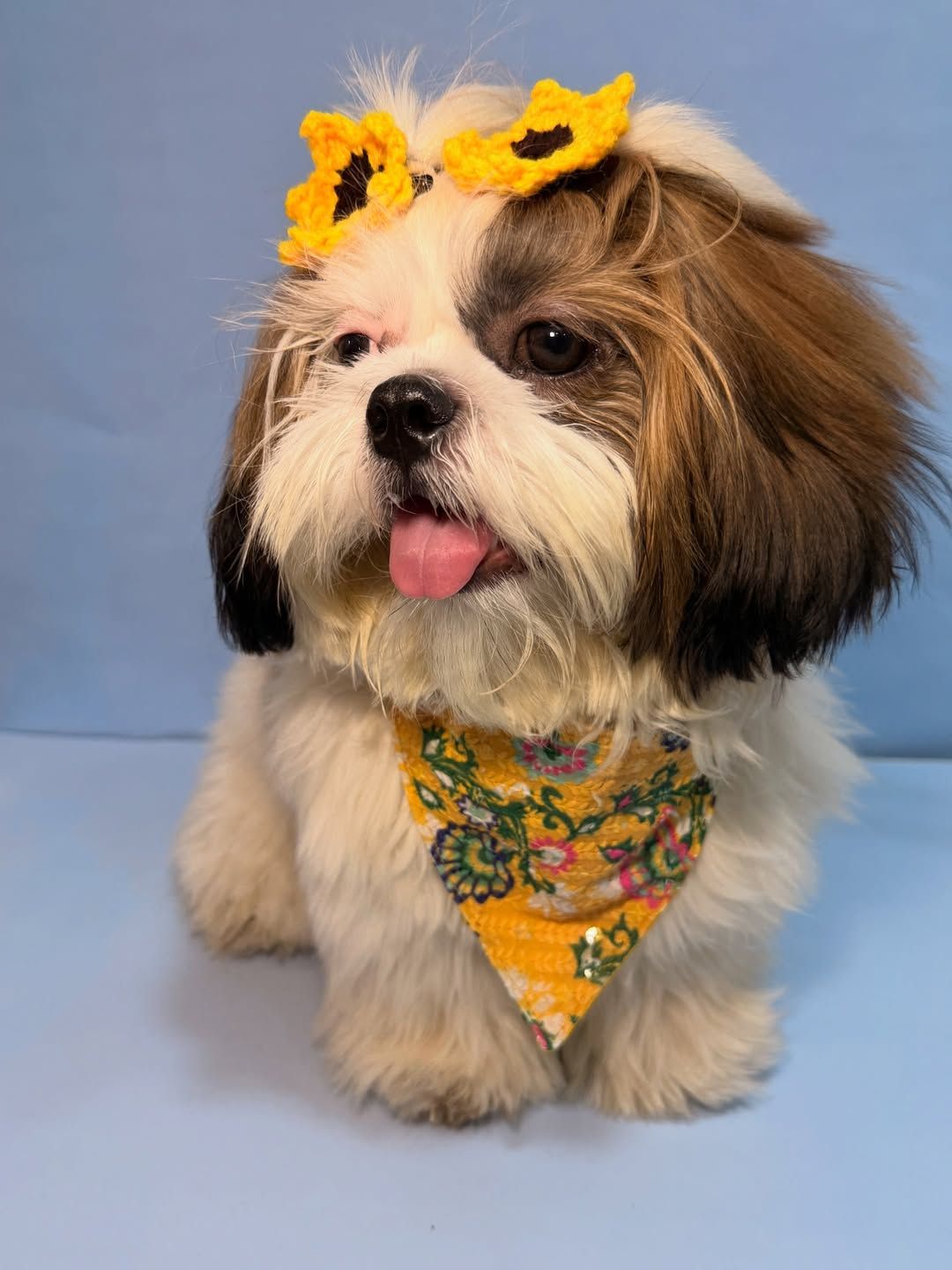 Adorable Shih Tzu puppy wearing sunflower crown and floral bandana, sitting against blue background with tongue out.