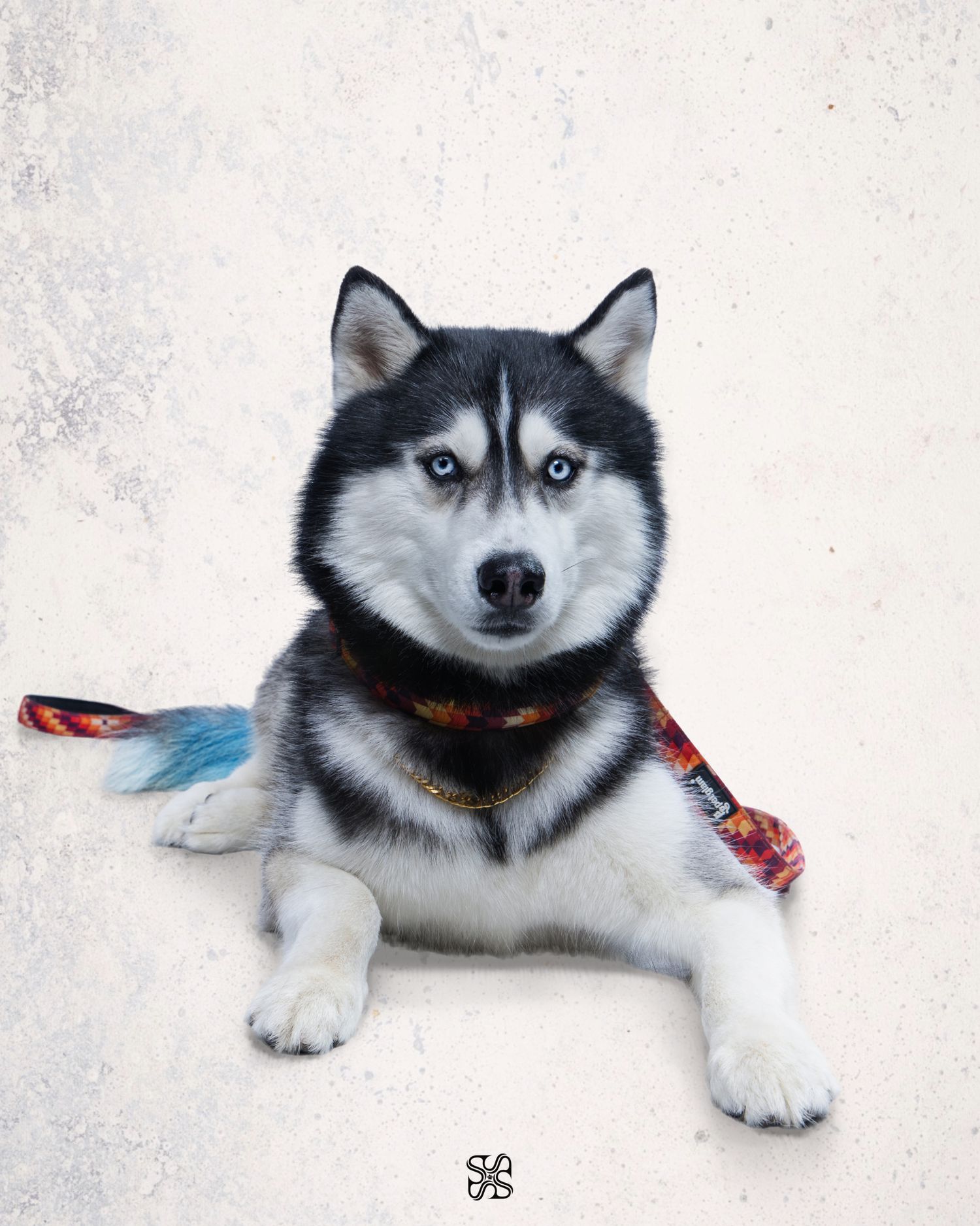 A striking Siberian Husky with blue eyes and black-white fur lies posed, wearing a colorful leash on a white background.