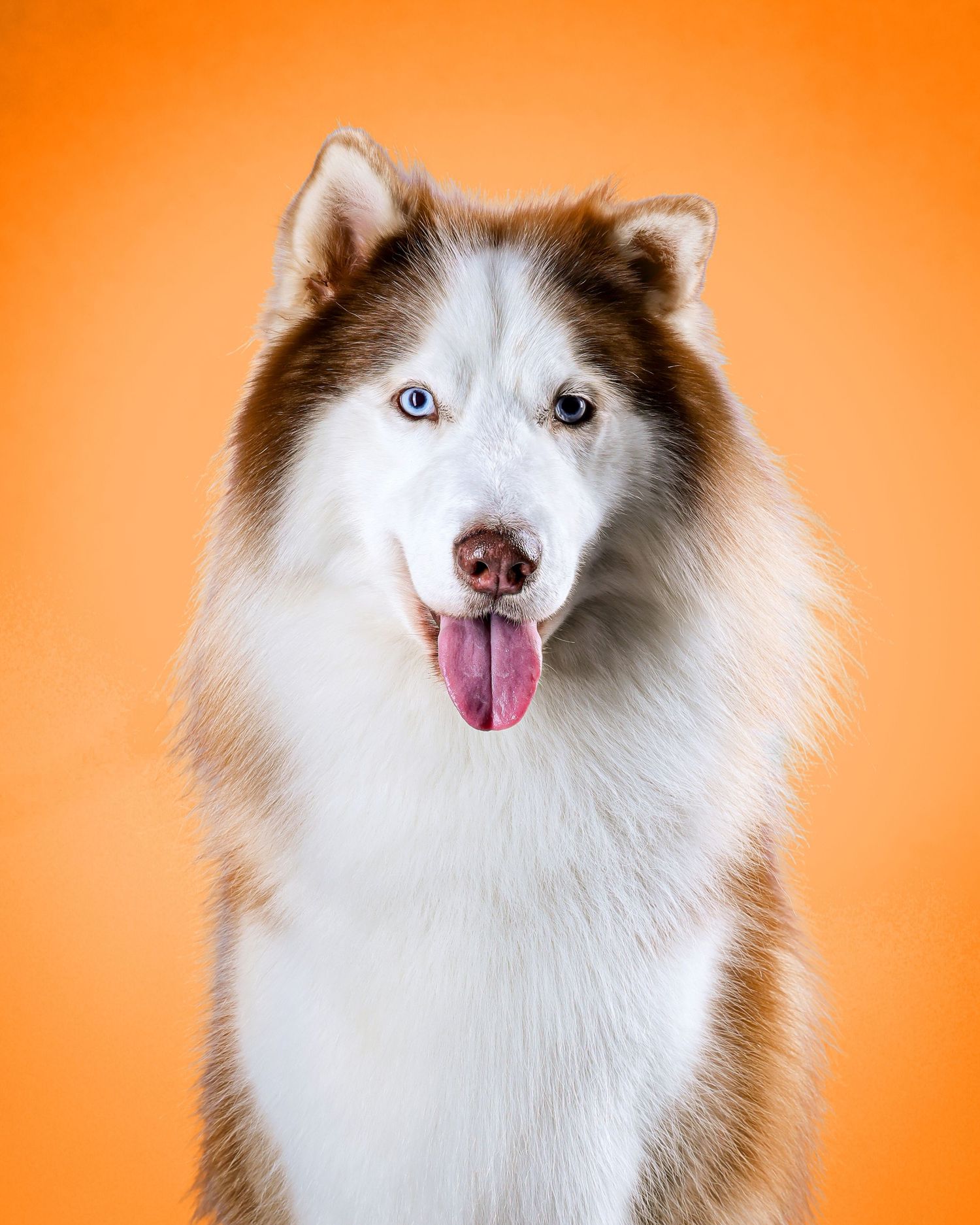 A happy Siberian Husky with blue eyes and brown-white fur sits against a bright orange background with tongue out.