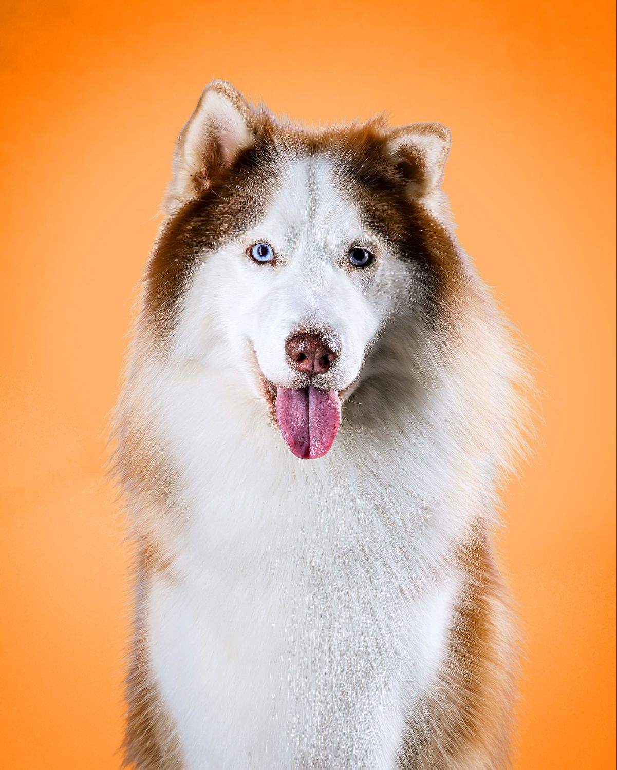 A happy Siberian Husky with striking blue eyes and brown-white fur sits against a bright orange background with tongue out.