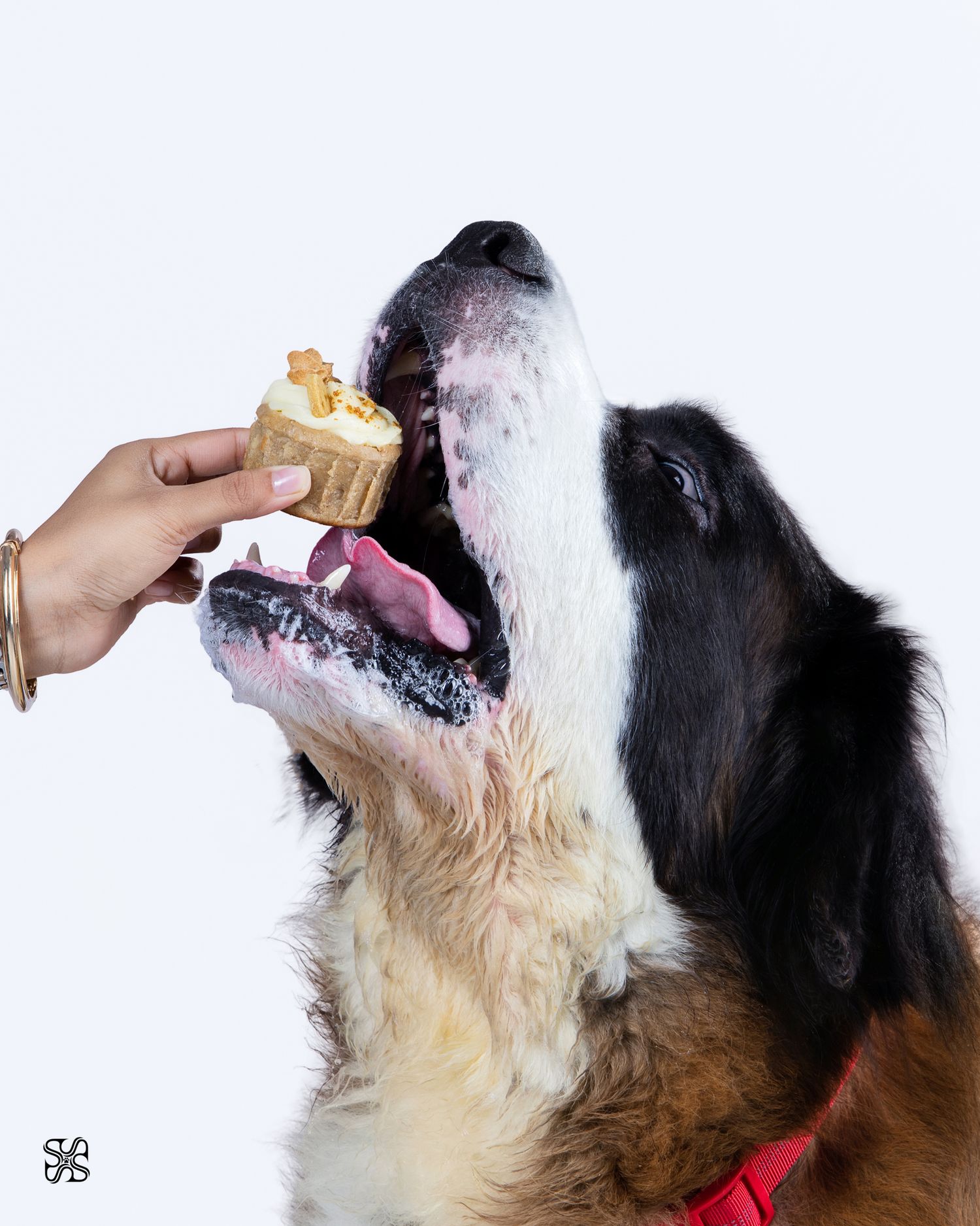 A large Saint Bernard dog eagerly eating a cupcake from a person's hand against a white background.