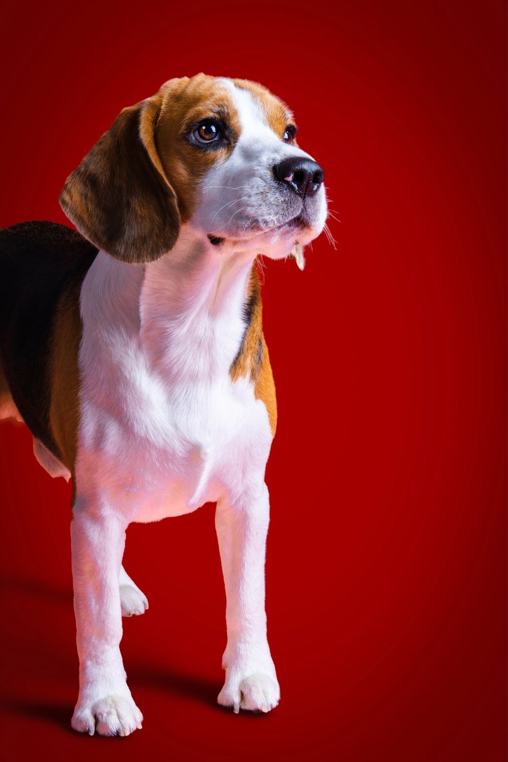 A tricolor Beagle puppy stands alert against a vibrant red background, looking upward with curiosity.