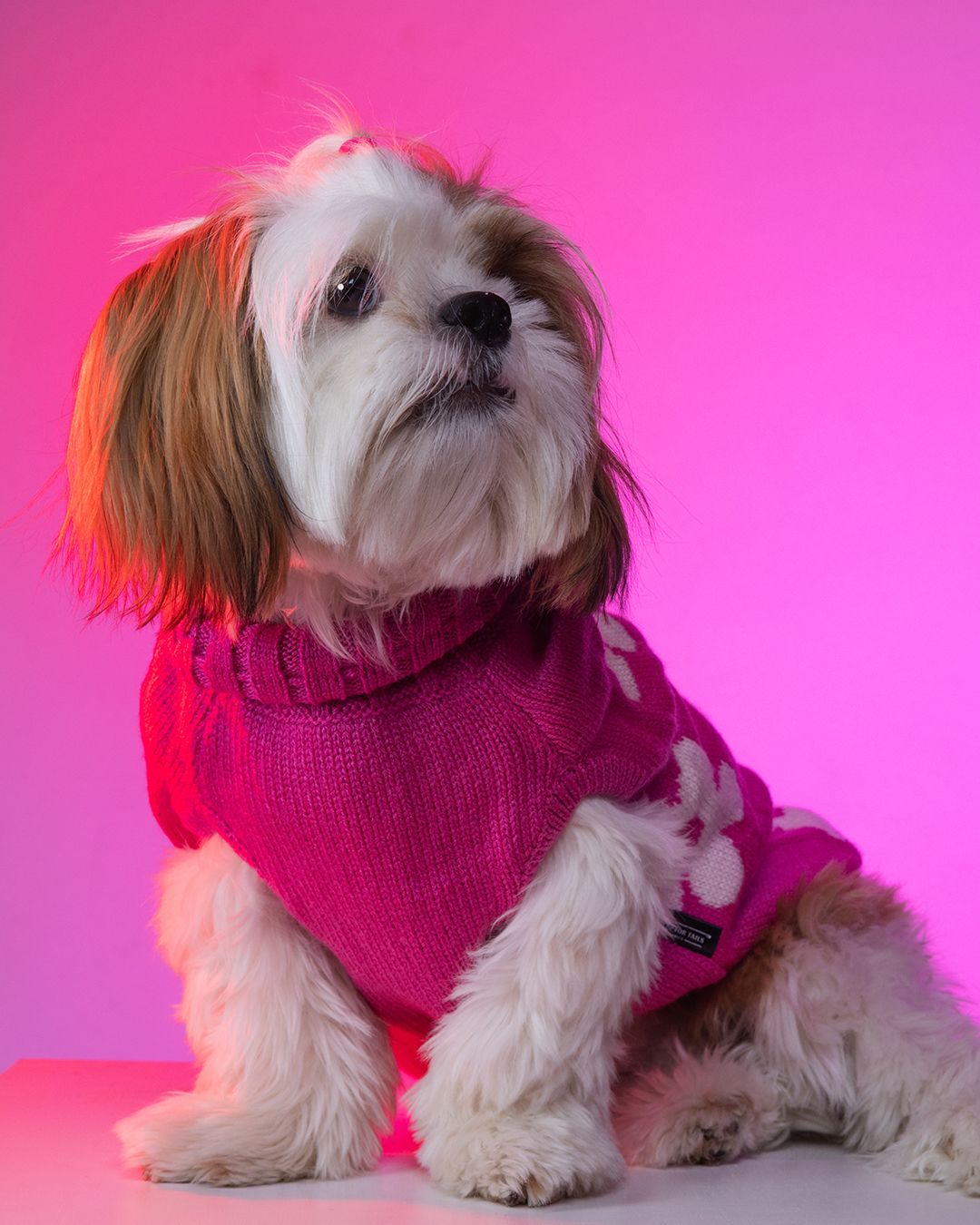 Shih Tzu dog wearing a pink knit sweater sitting against a vibrant pink background.