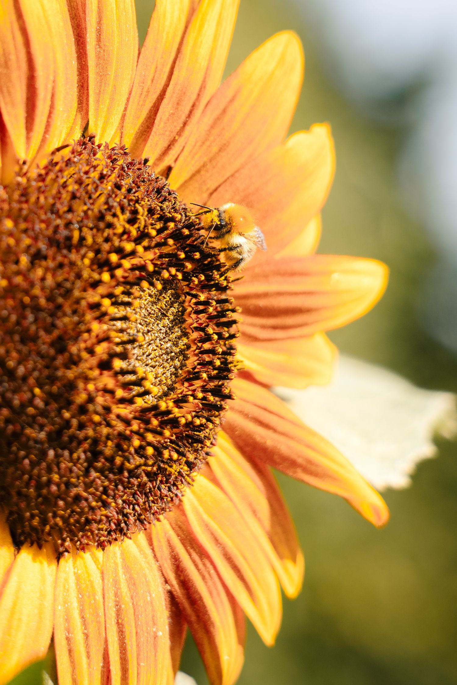 A honeybee collecting pollen on a vibrant orange sunflower in full bloom against a soft green background.