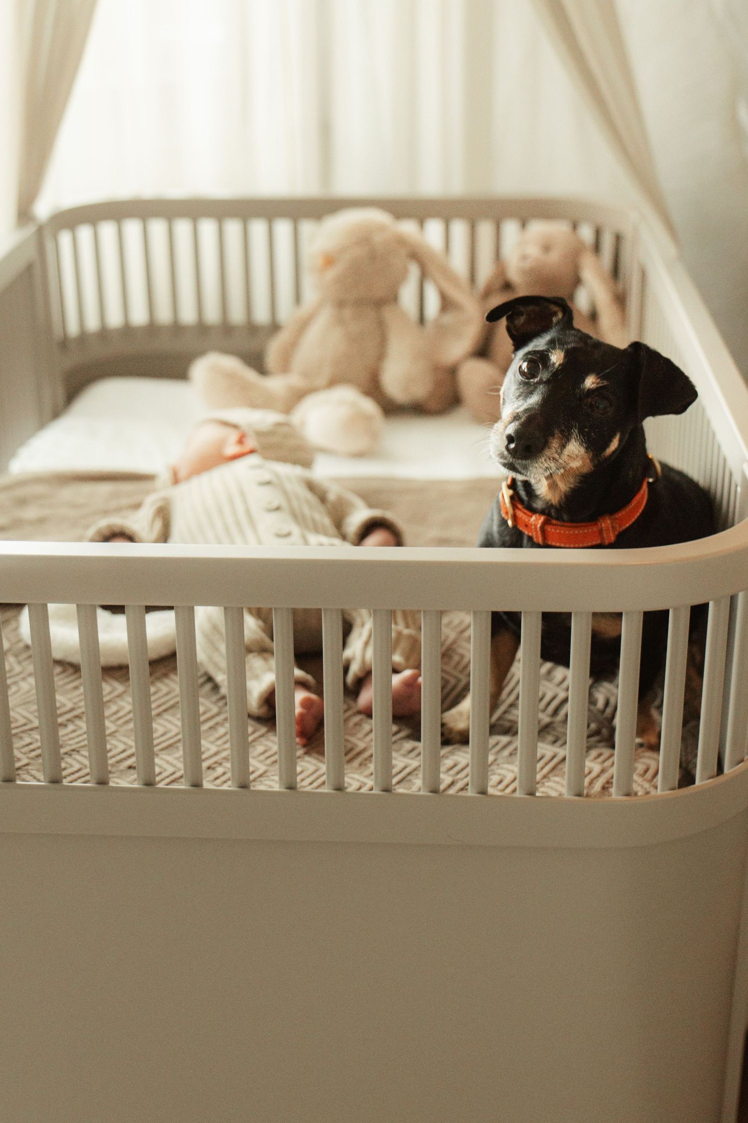 Small black dachshund rests in a white wooden crib with plush toys.