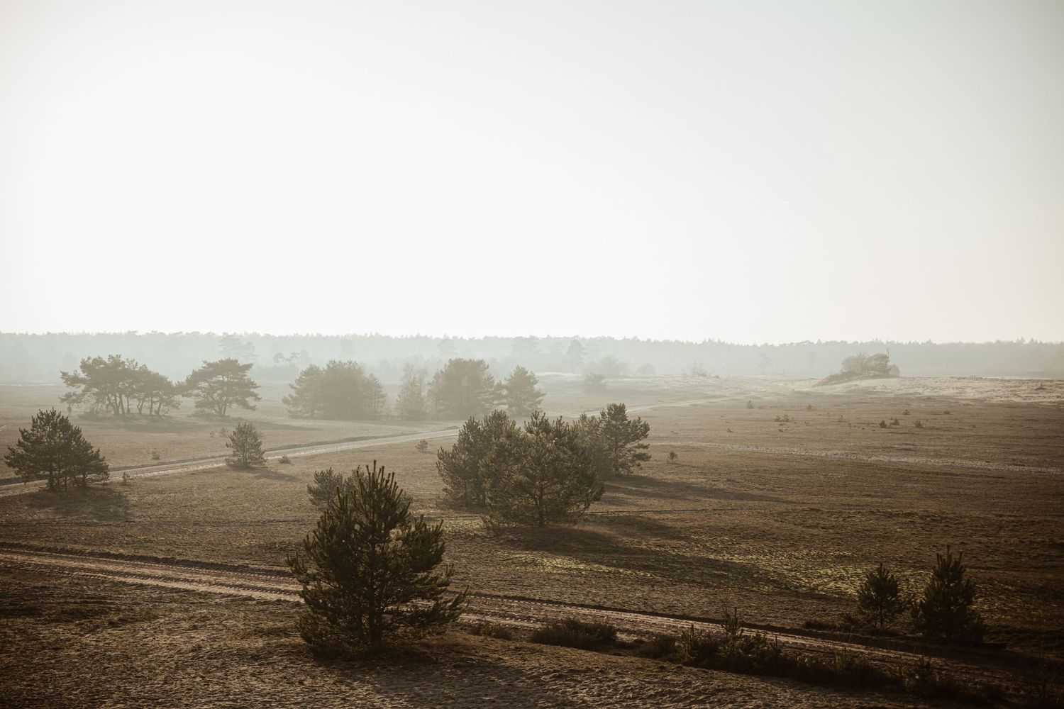 Misty landscape view of rolling hills with scattered trees at sunrise.