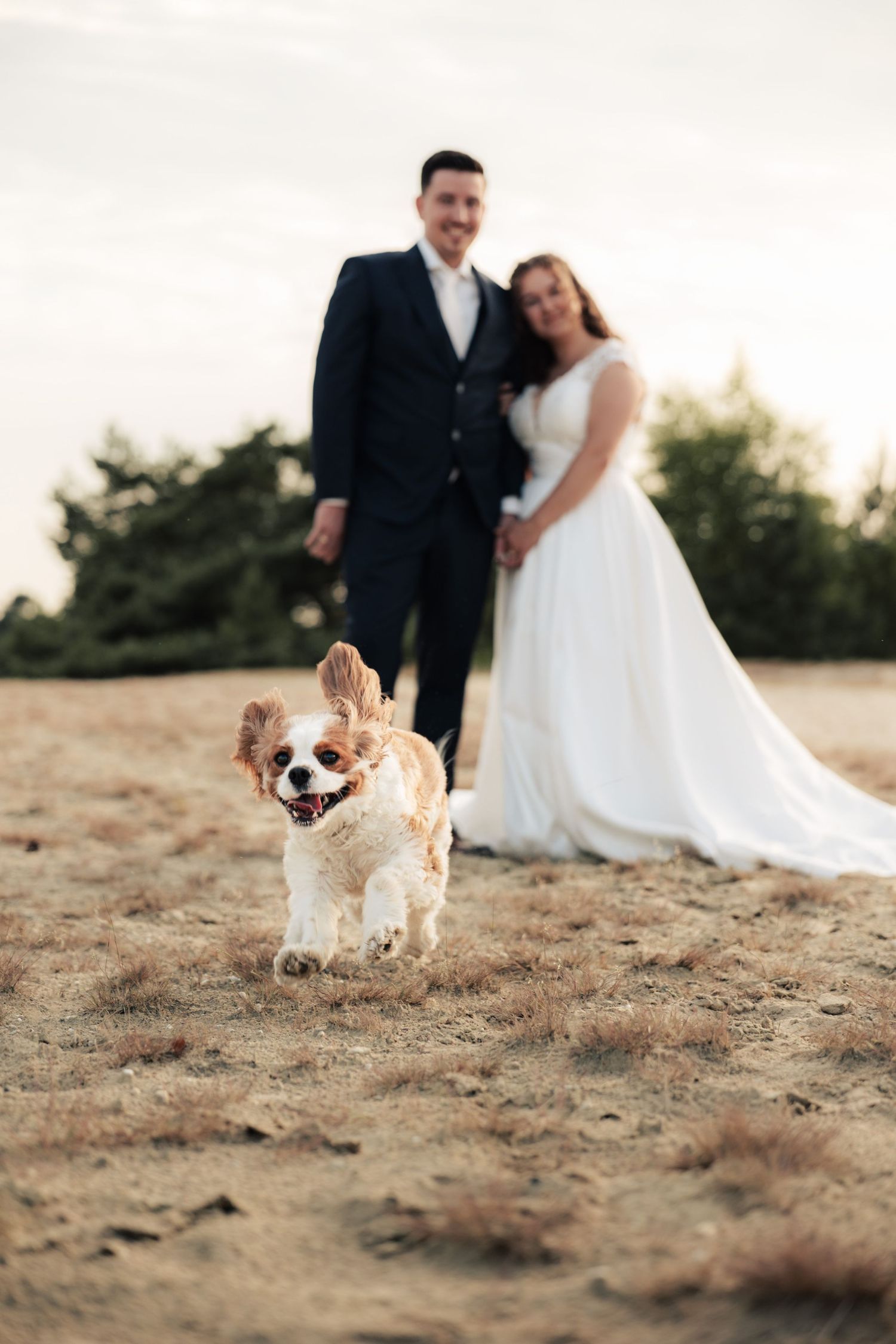 Happy dog runs joyfully in front of a wedding couple on a sandy outdoor setting at sunset.
