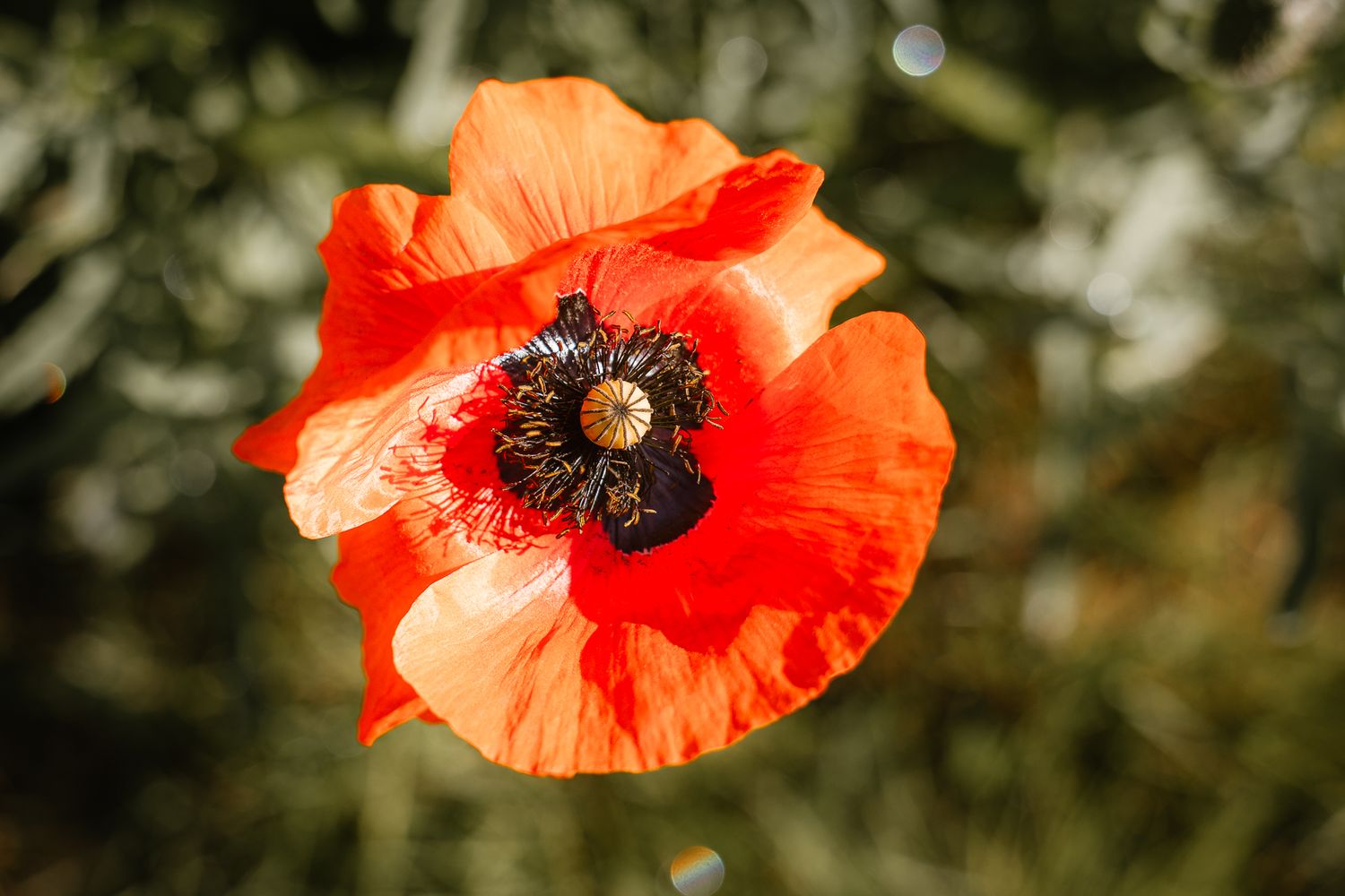 Vibrant red poppy flower in full bloom with dark center stamens, photographed against a soft green bokeh background.