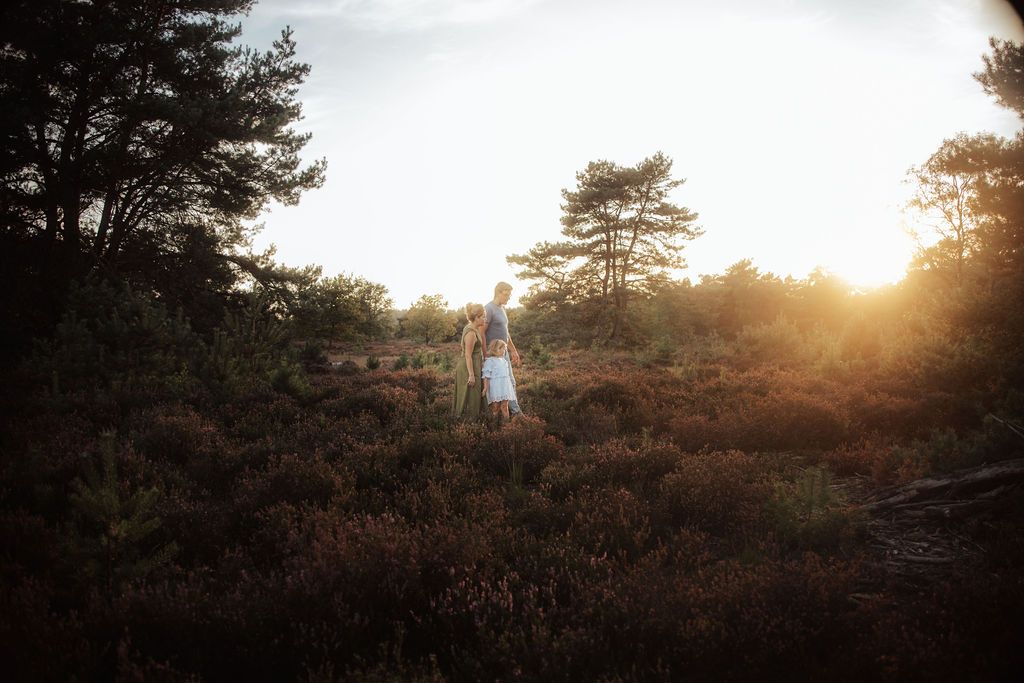 Sunset bathes a heather field in golden light with tall pine trees creating dramatic shadows.