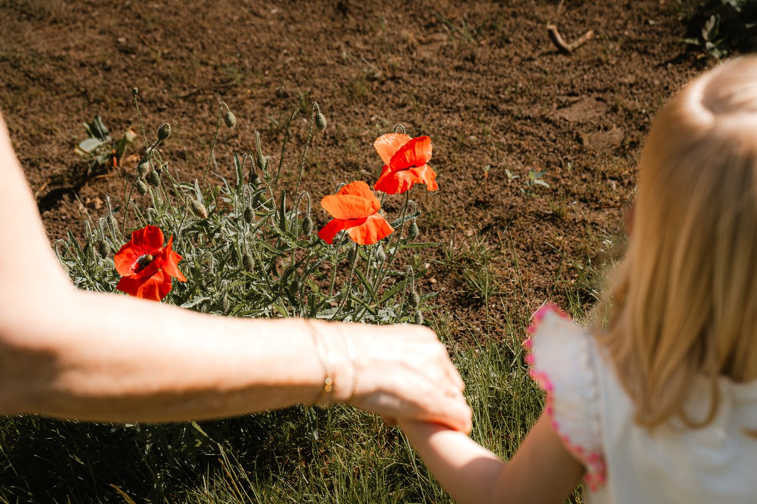 Adult and child holding hands near vibrant red poppy flowers blooming in a garden bed.