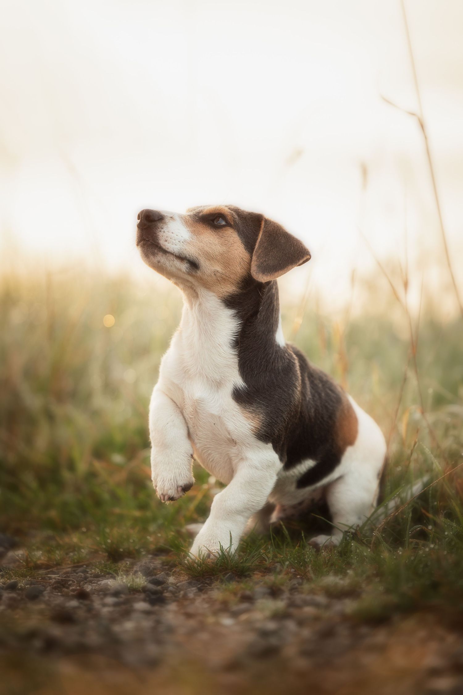 Beagle puppy playfully rolling in grass during golden hour sunset lighting.