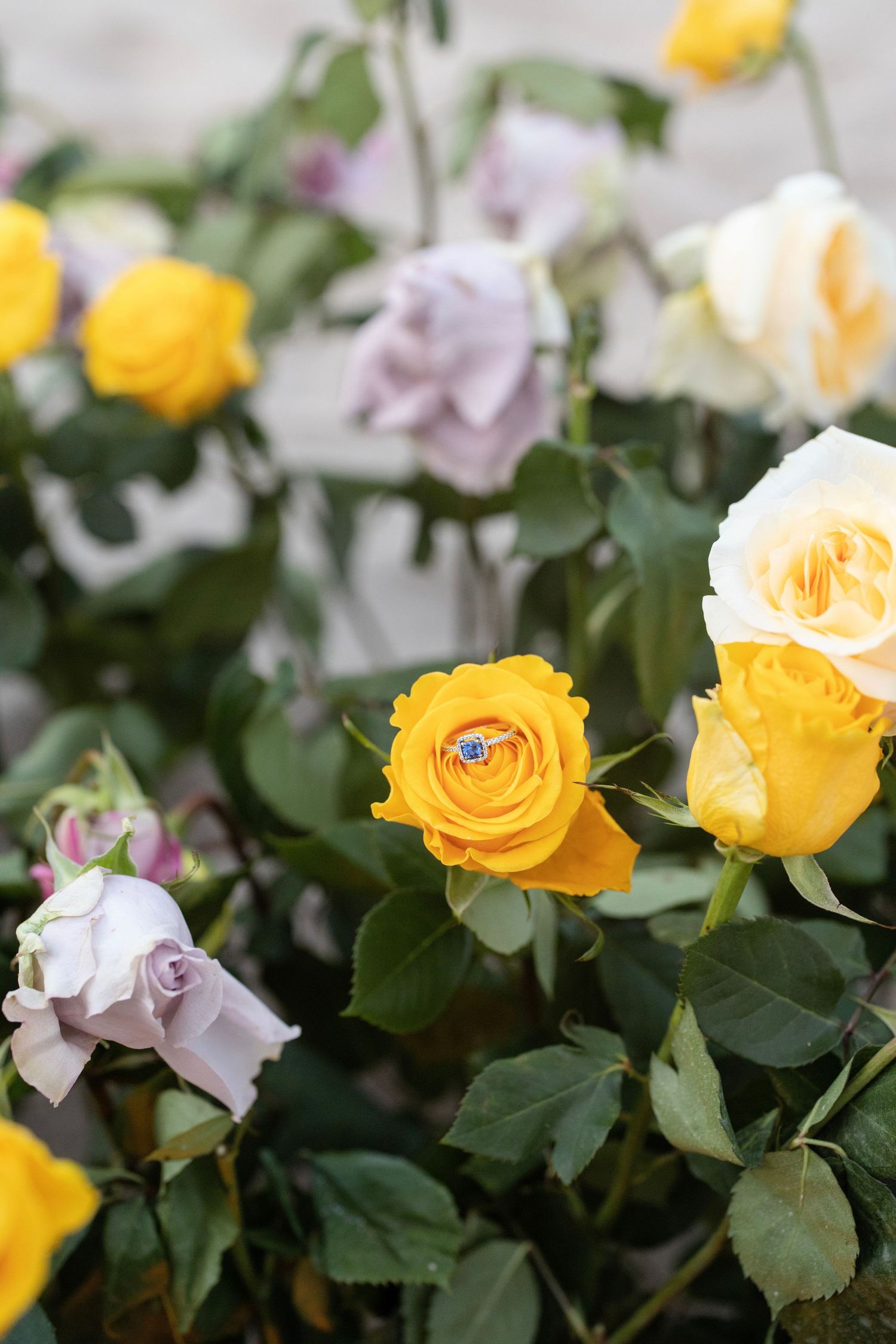 Yellow roses and purple flowers bloom among green leaves in a garden setting, creating a colorful floral display.