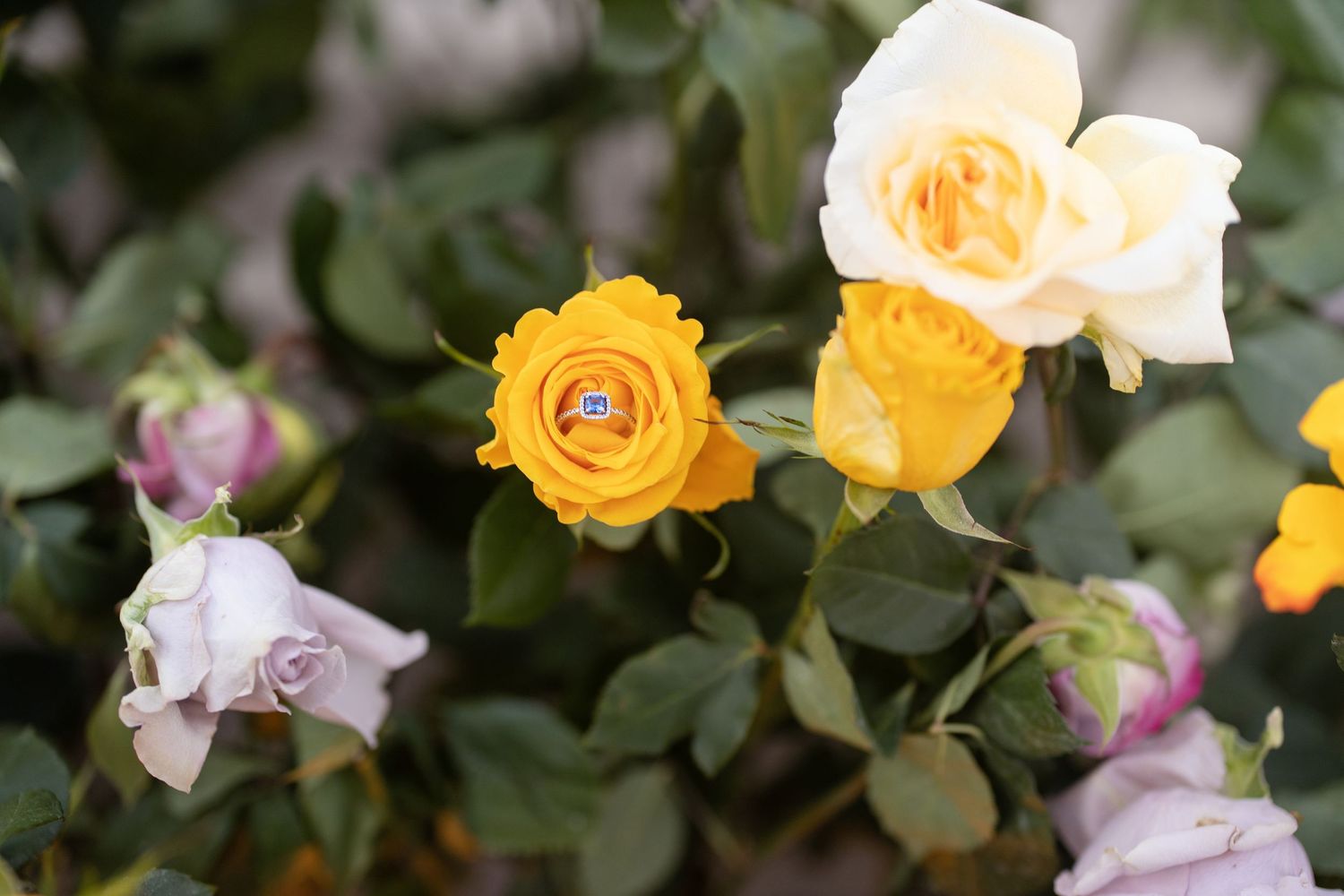 Yellow and purple roses bloom in a garden with lush green foliage.