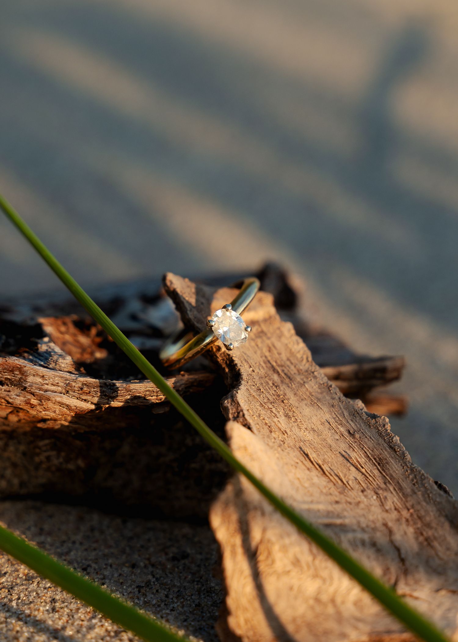 Close-up of driftwood and grass on sandy beach in warm sunlight.