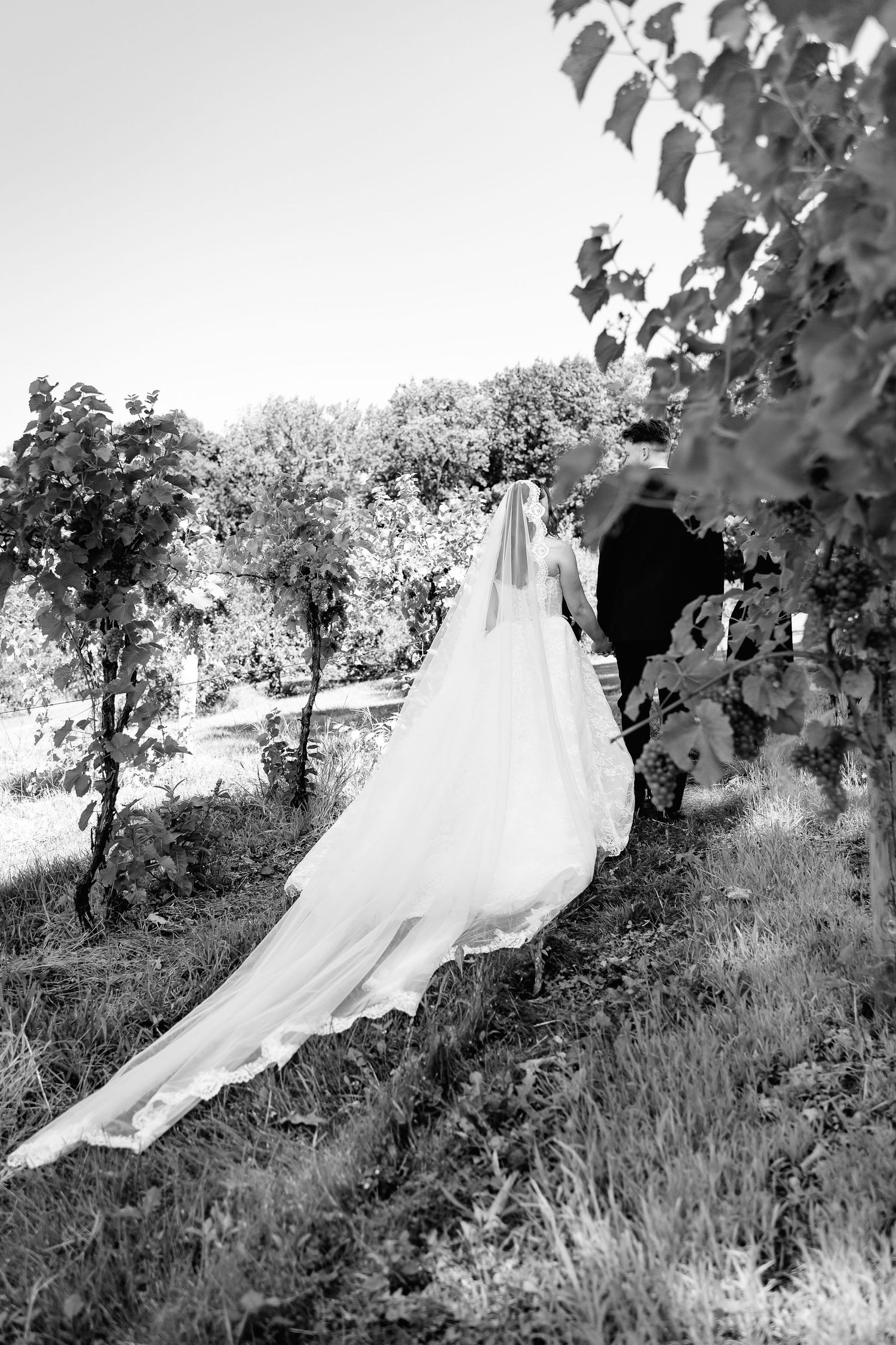Black and white photo of a bride and groom walking through a vineyard, her long veil trailing behind.