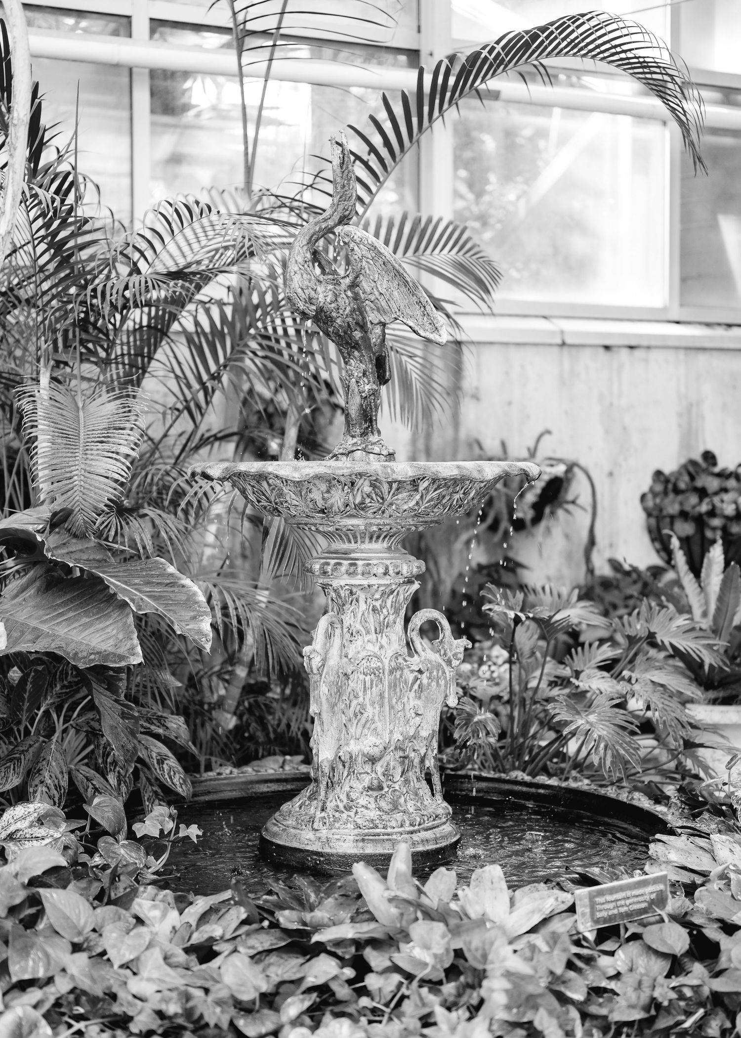 Black and white photo of an ornate decorative fountain surrounded by lush tropical plants inside a greenhouse.