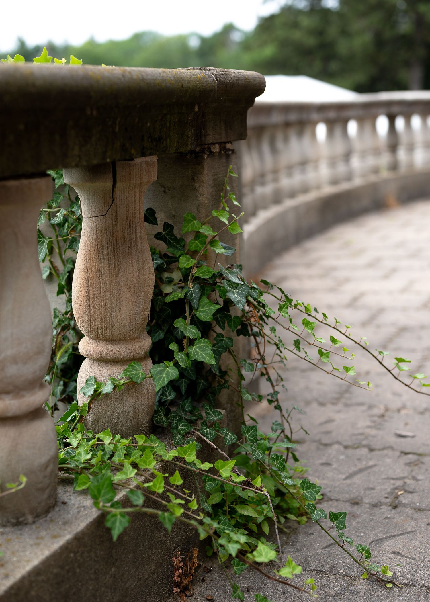 Stone balustrade with ivy vines climbing ornate balusters on a classic garden terrace pathway.