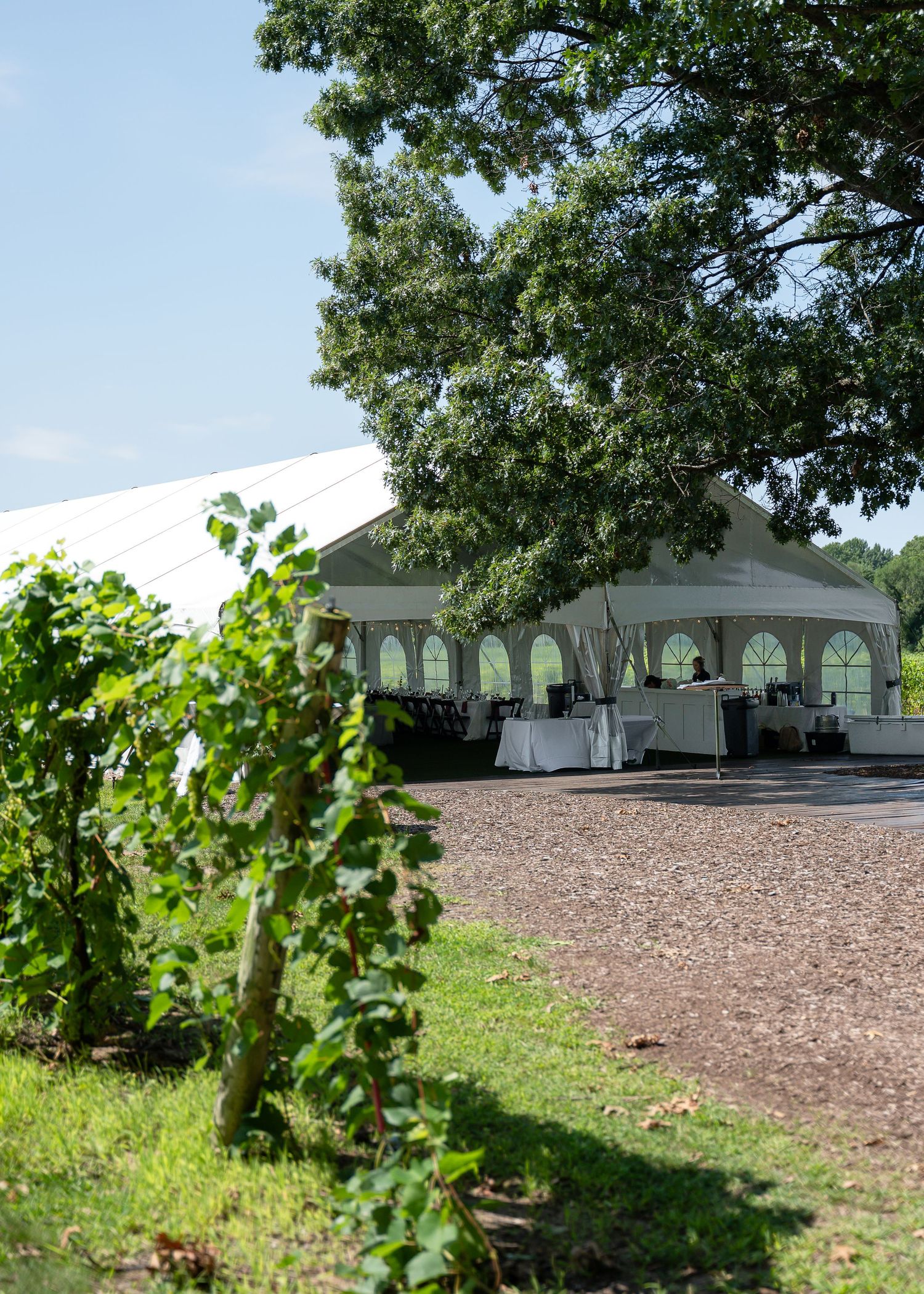 White event tent beside lush grapevines and a large oak tree at an outdoor vineyard venue on a sunny day.