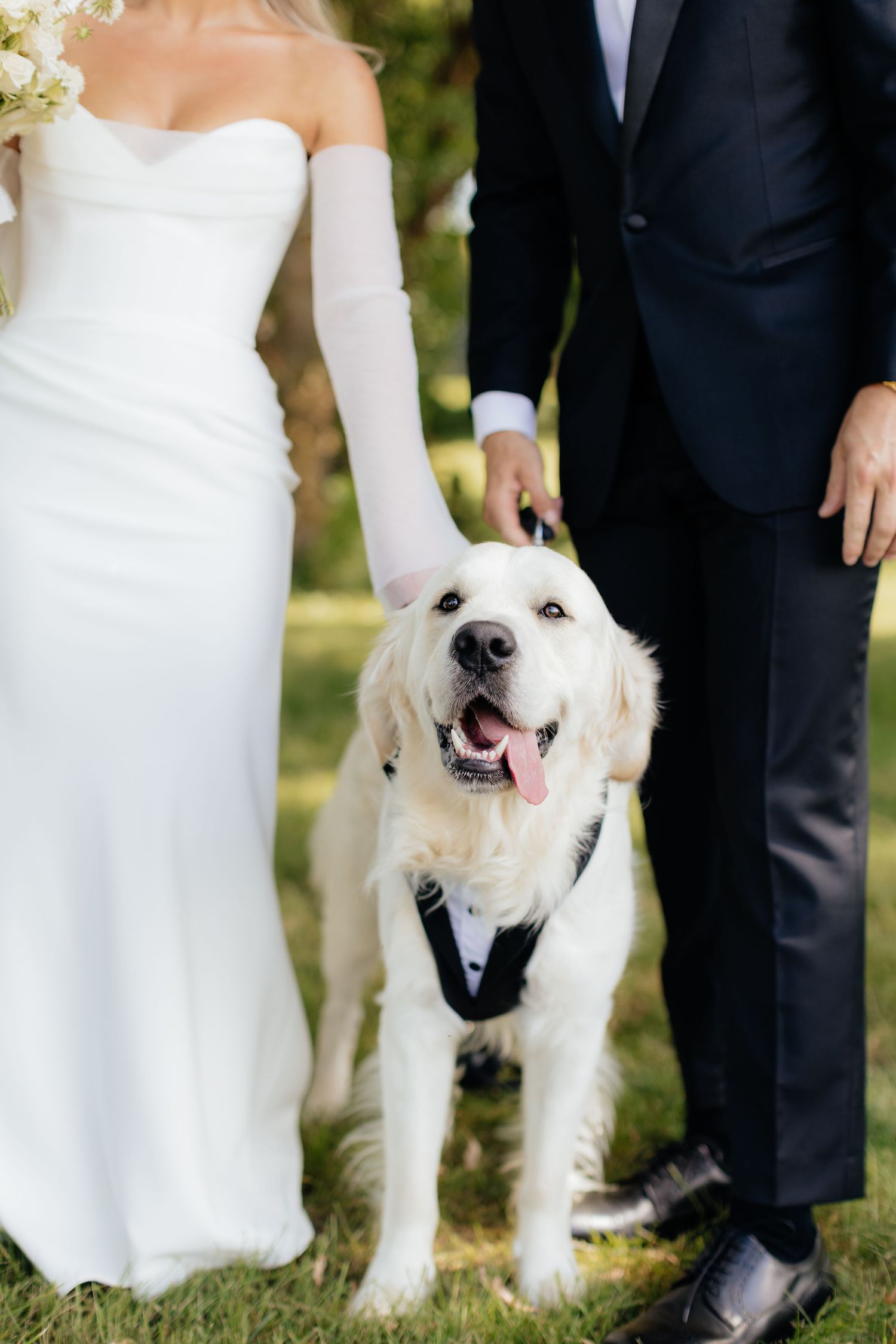 Happy white dog in a bowtie joins the wedding couple for photos.