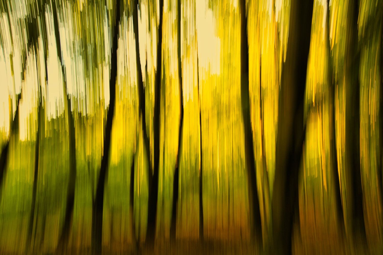 Abstract motion blur of autumn forest trees with vibrant yellow and green foliage creating a dreamy, impressionistic effect.