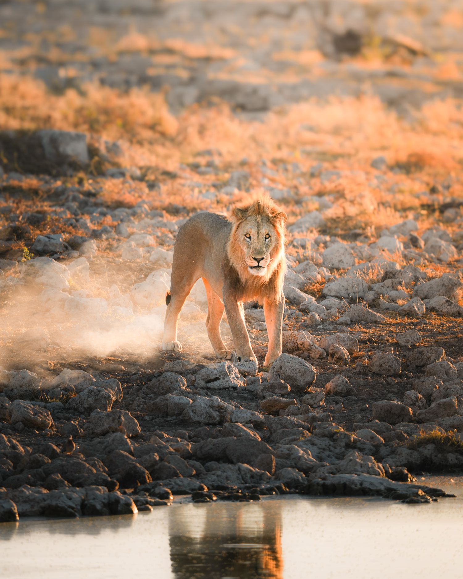 Ein Löwe steht an einem Wasserloch im Etosha-Nationalpark, Namibia. Er schaut in die Kamera und wird vom Sonnenuntergang angestrahlt.