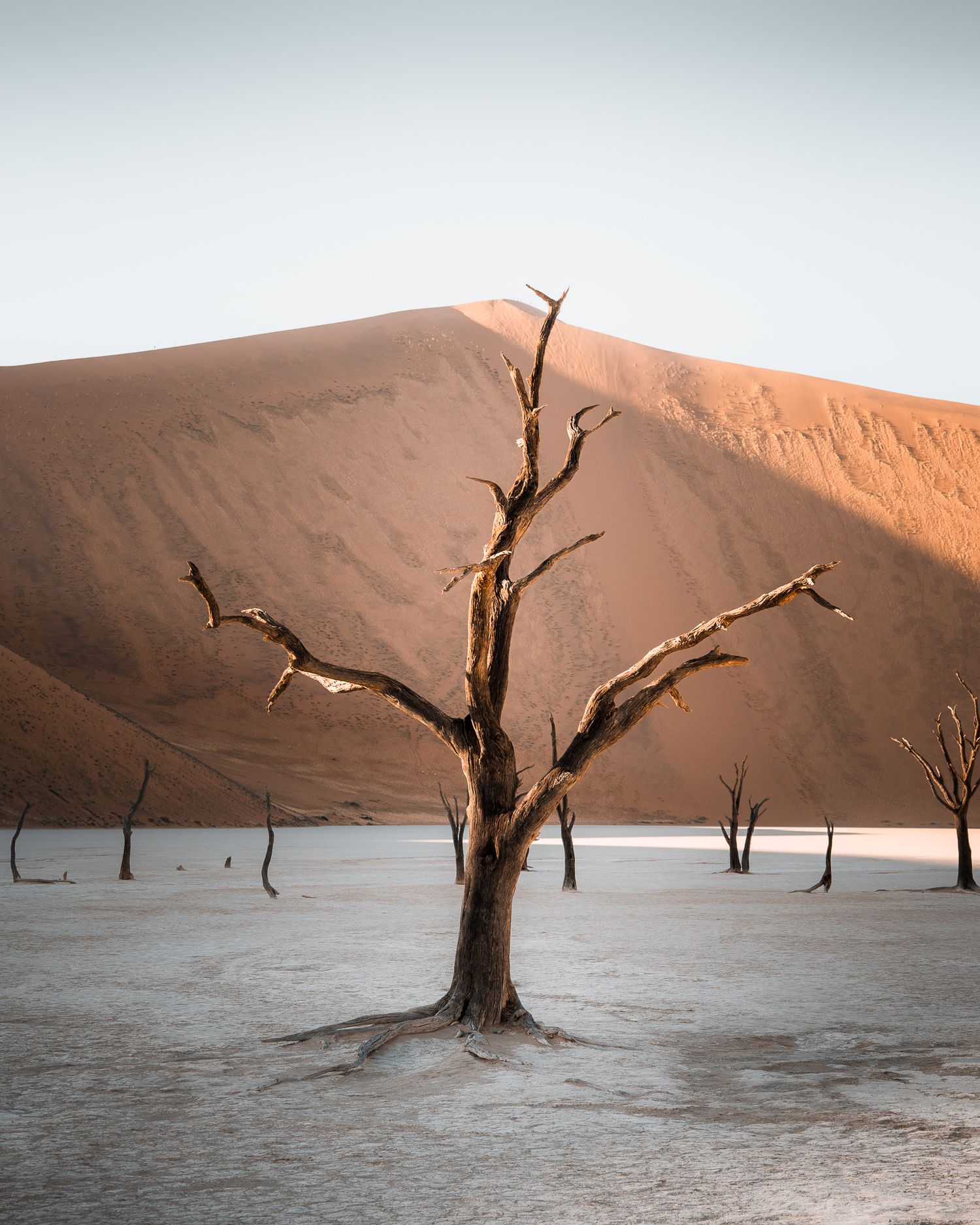 Ein konservierter uralter Baum in der Wüste von Deadvlei, Namibia. Eine faszinierende Aufnahme. Reisedokumentation. Licht und Schatten.