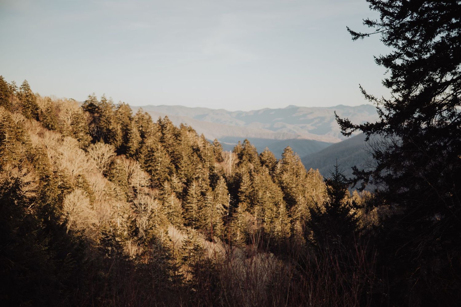 Panoramic mountain landscape view with evergreen trees and rolling hills at golden hour.