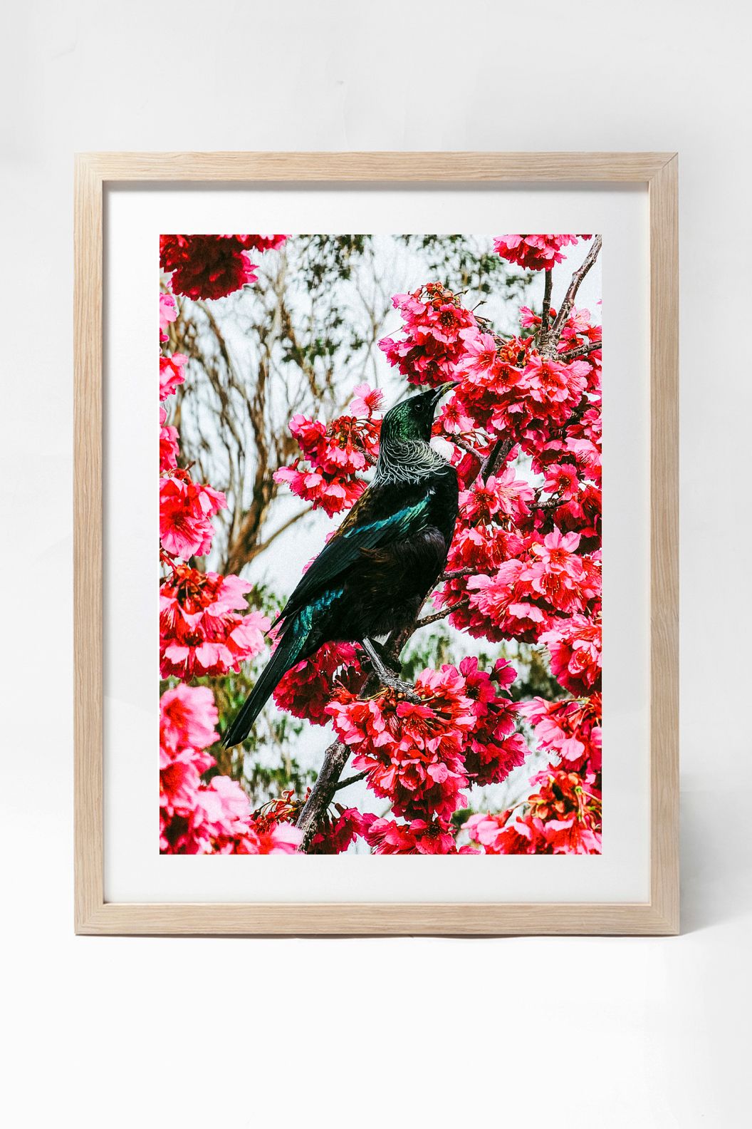 Framed photograph of a tui bird perched among vibrant pink cherry blossoms.